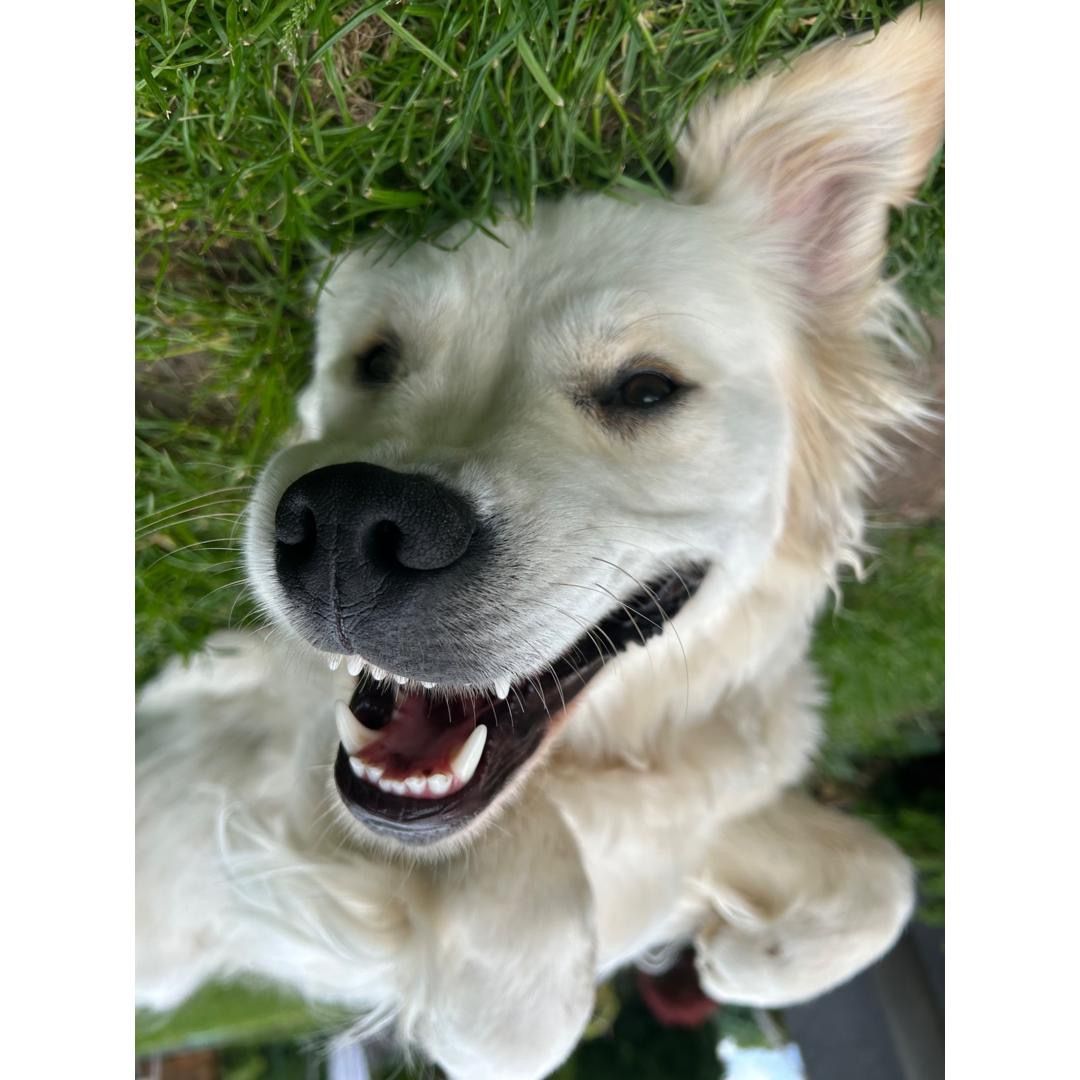 Soutěžní fotografie - Daisy,  Zlatý retriever