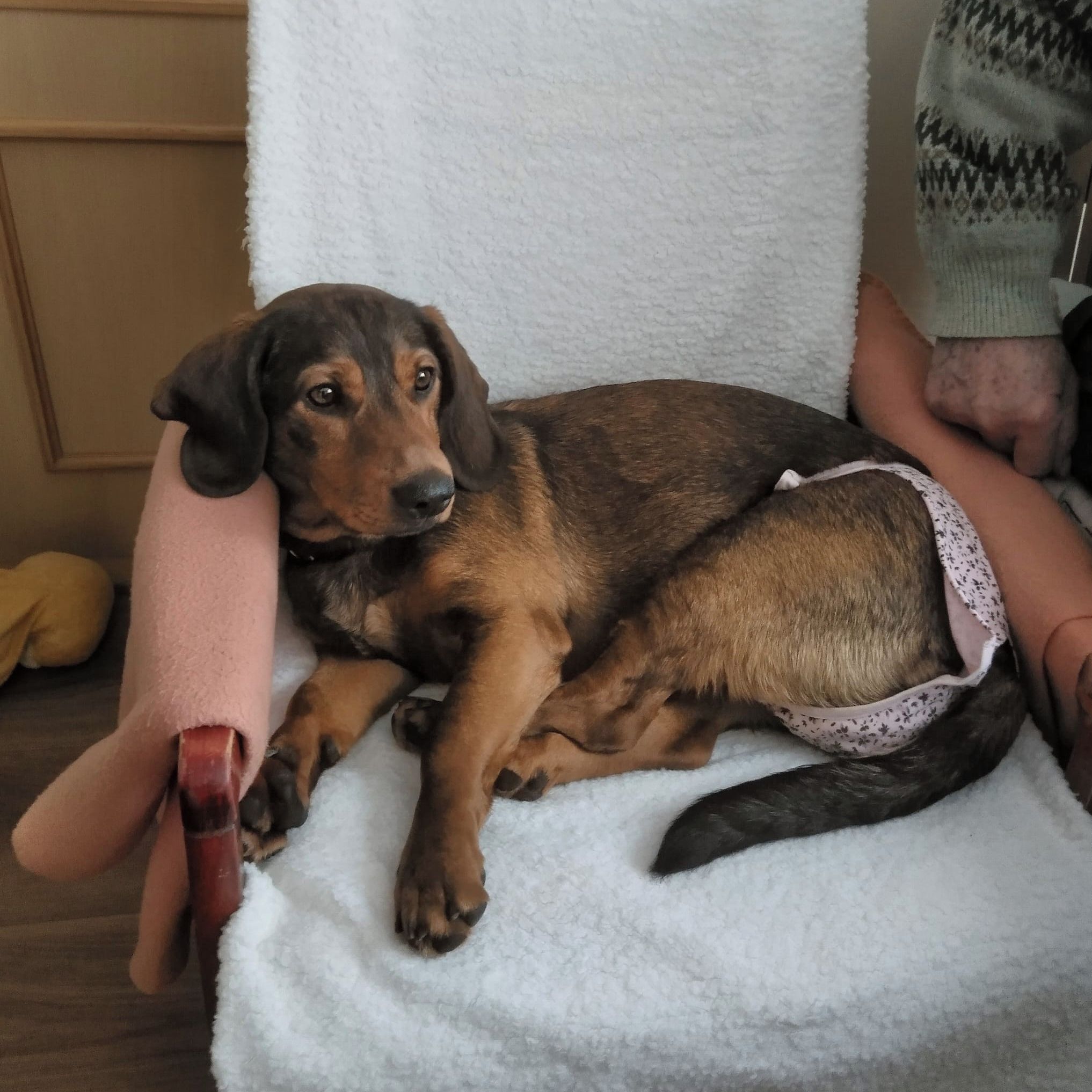 Soutěžní fotografie - Bessi,  Alpský jezevčíkovitý brakýř