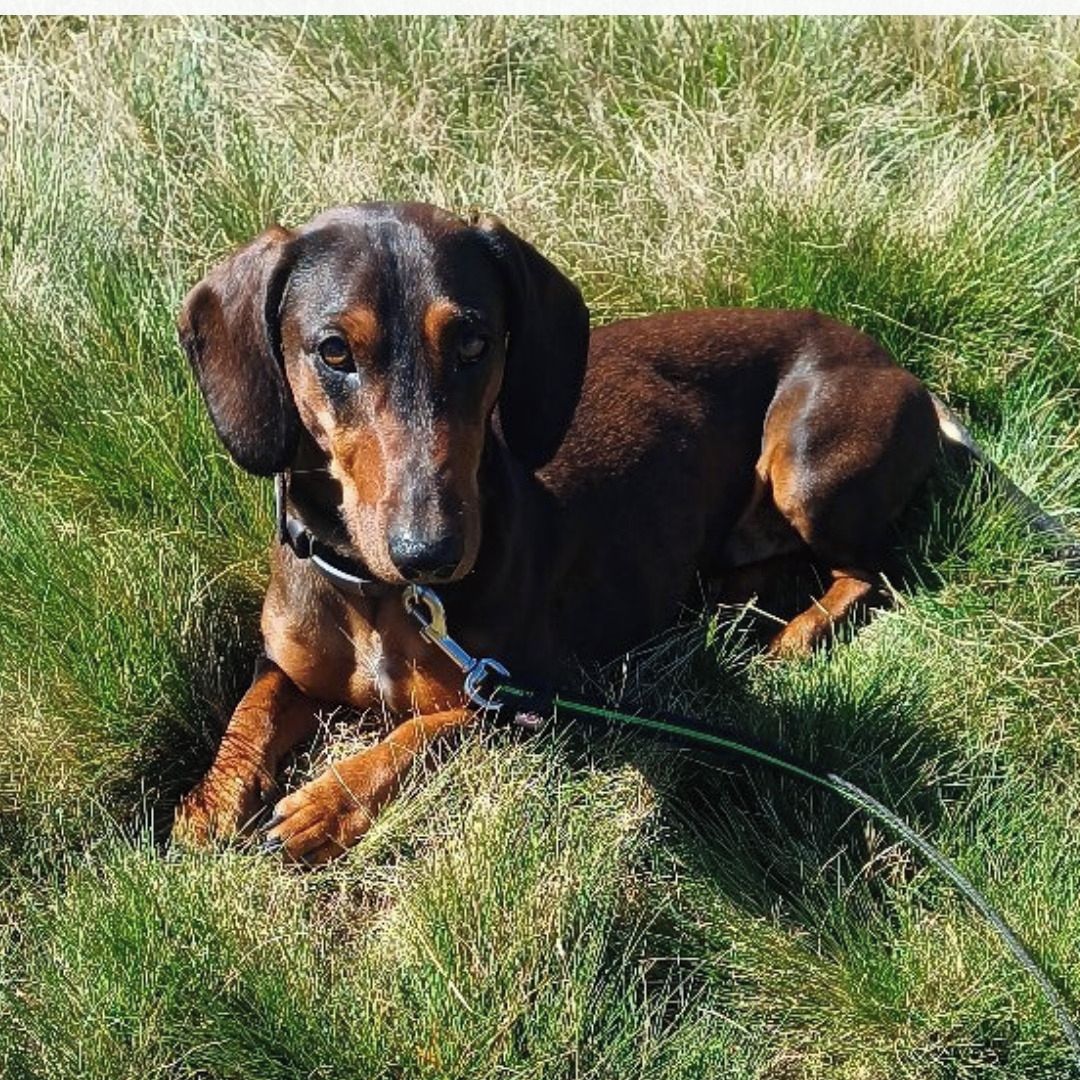Soutěžní fotografie - BÁRNY,  Jezevčík