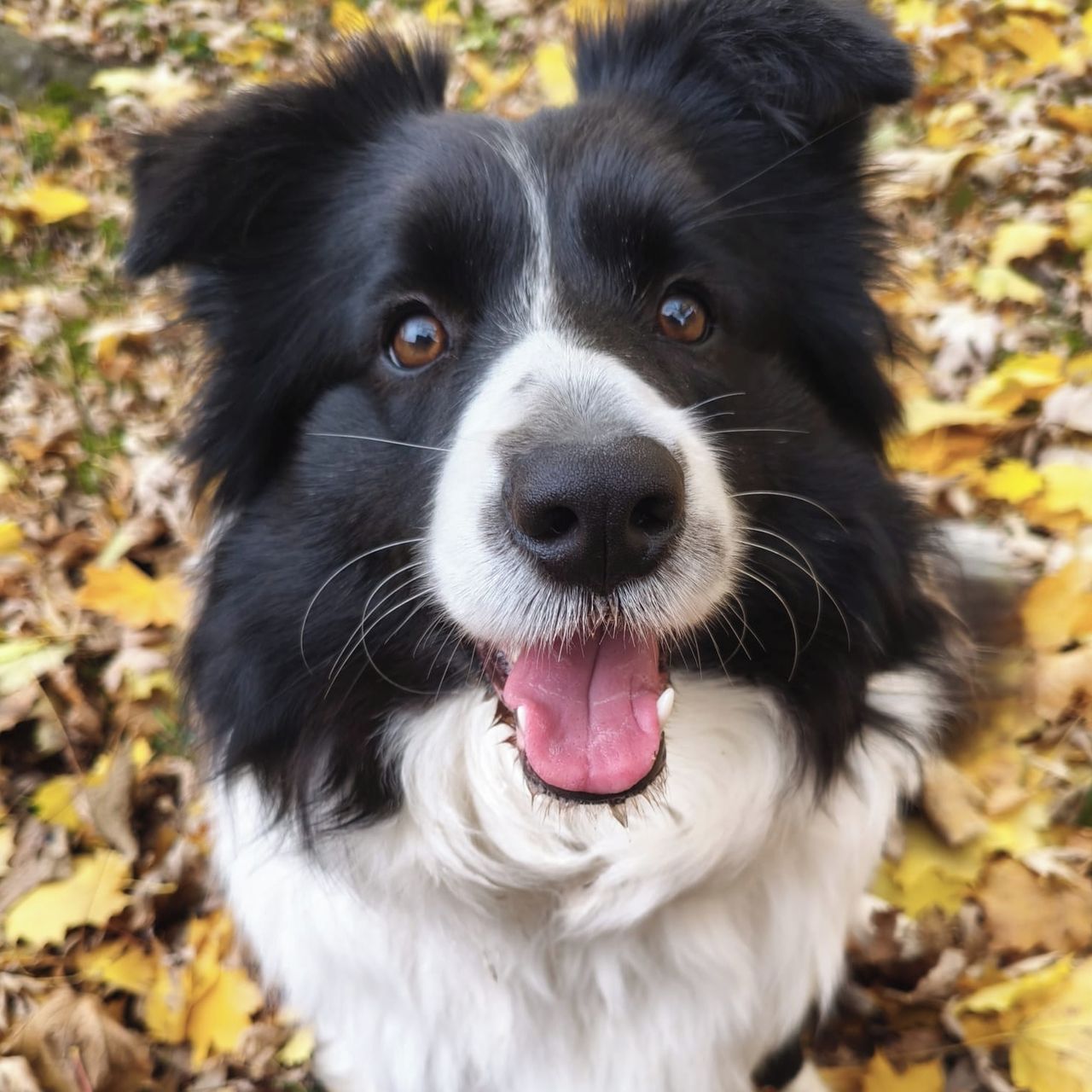 Soutěžní fotografie - Honeybee,  Border kolie