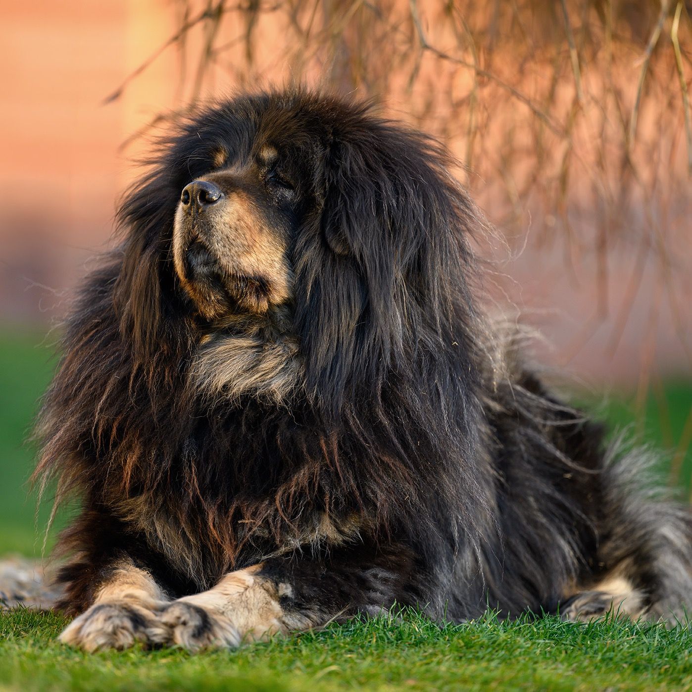 Soutěžní fotografie - Hoki,  Tibetská doga