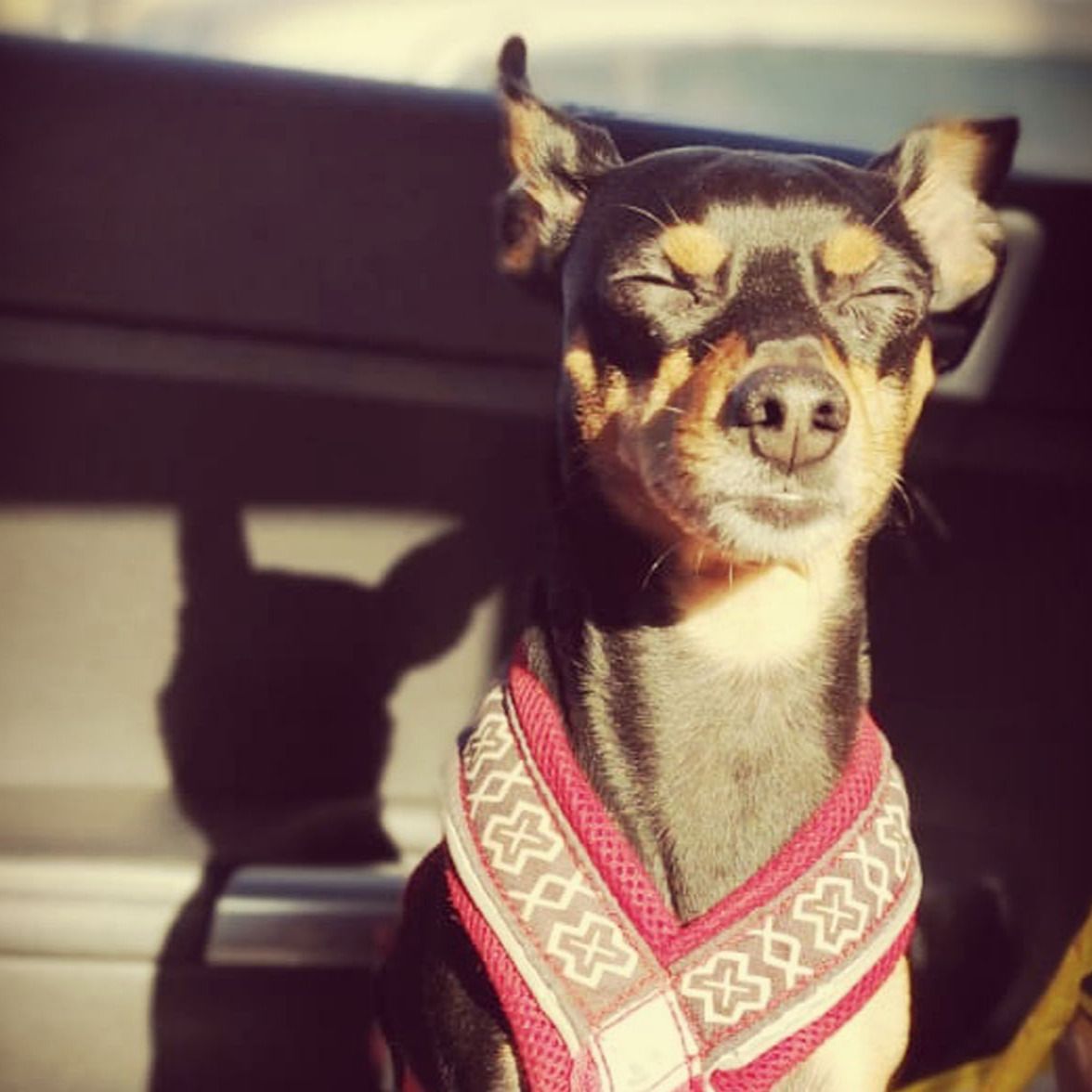 Soutěžní fotografie - Justin,  Pražský krysařík