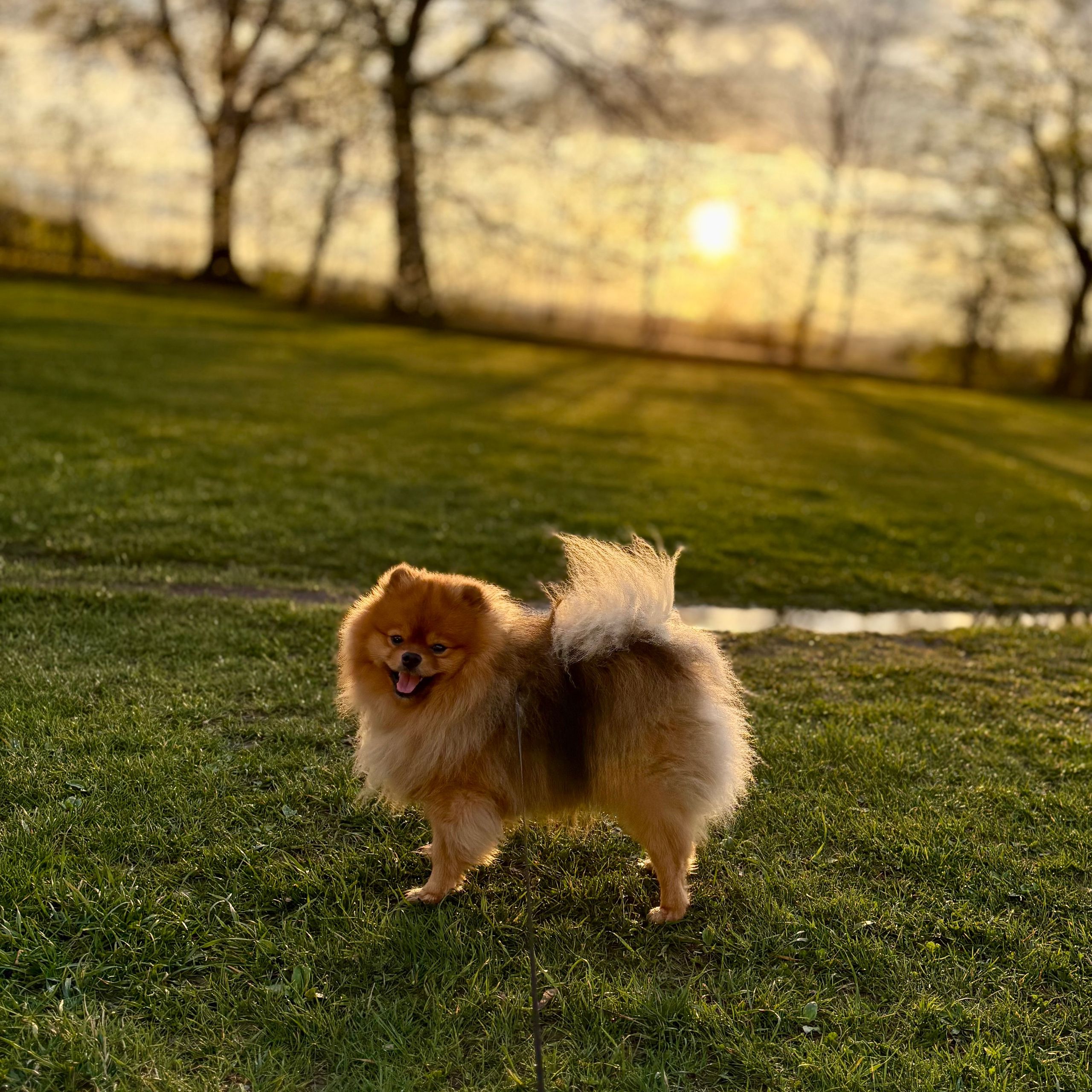 Soutěžní fotografie - Timmy,  Německý špic trpasličí