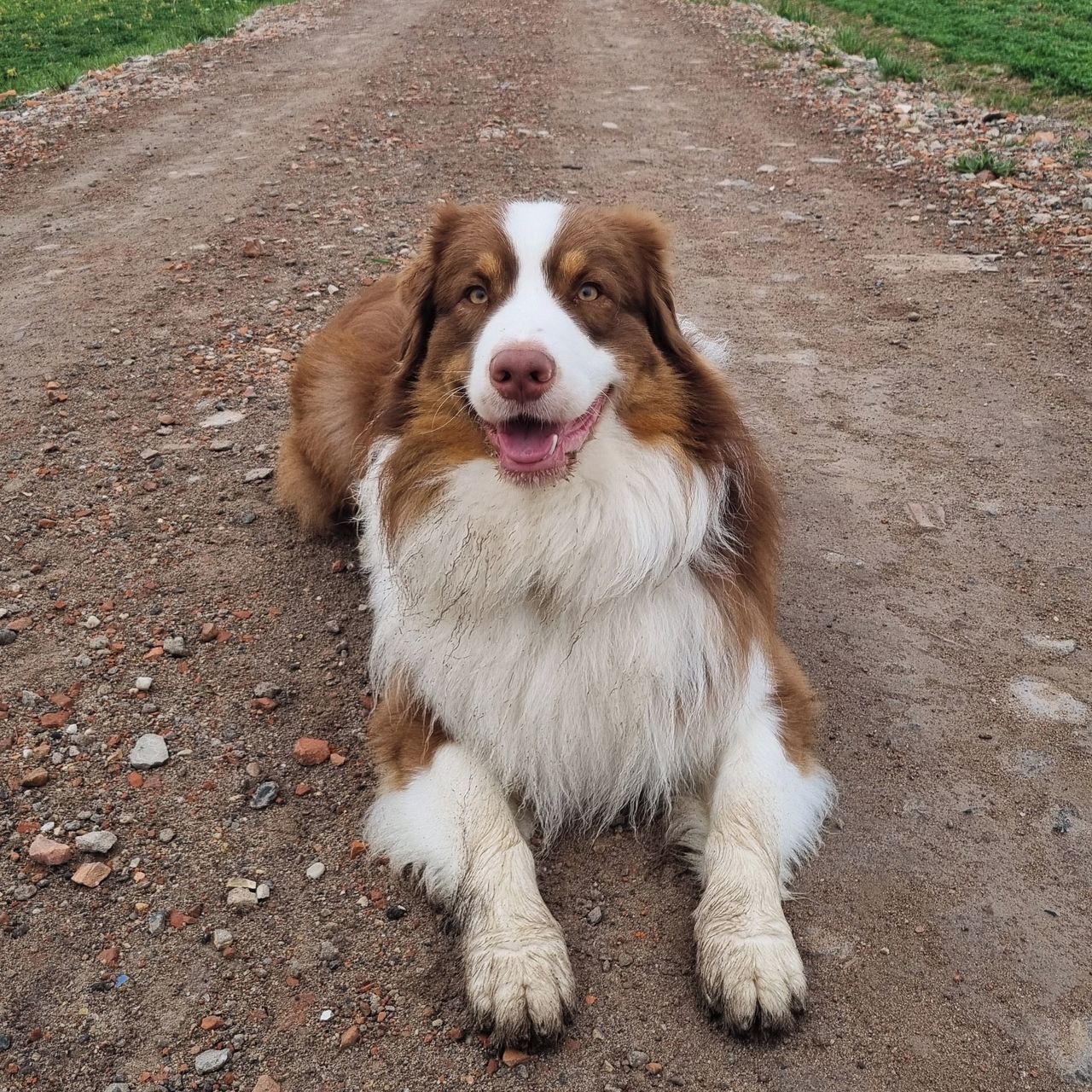 Soutěžní fotografie - Dasty,  Australský ovčák