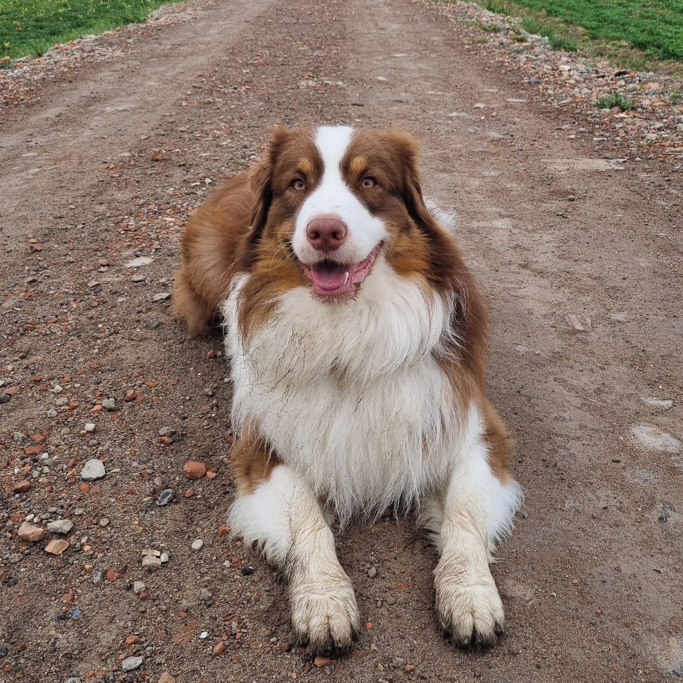 Soutěžní fotografie - Dasty,  Australský ovčák