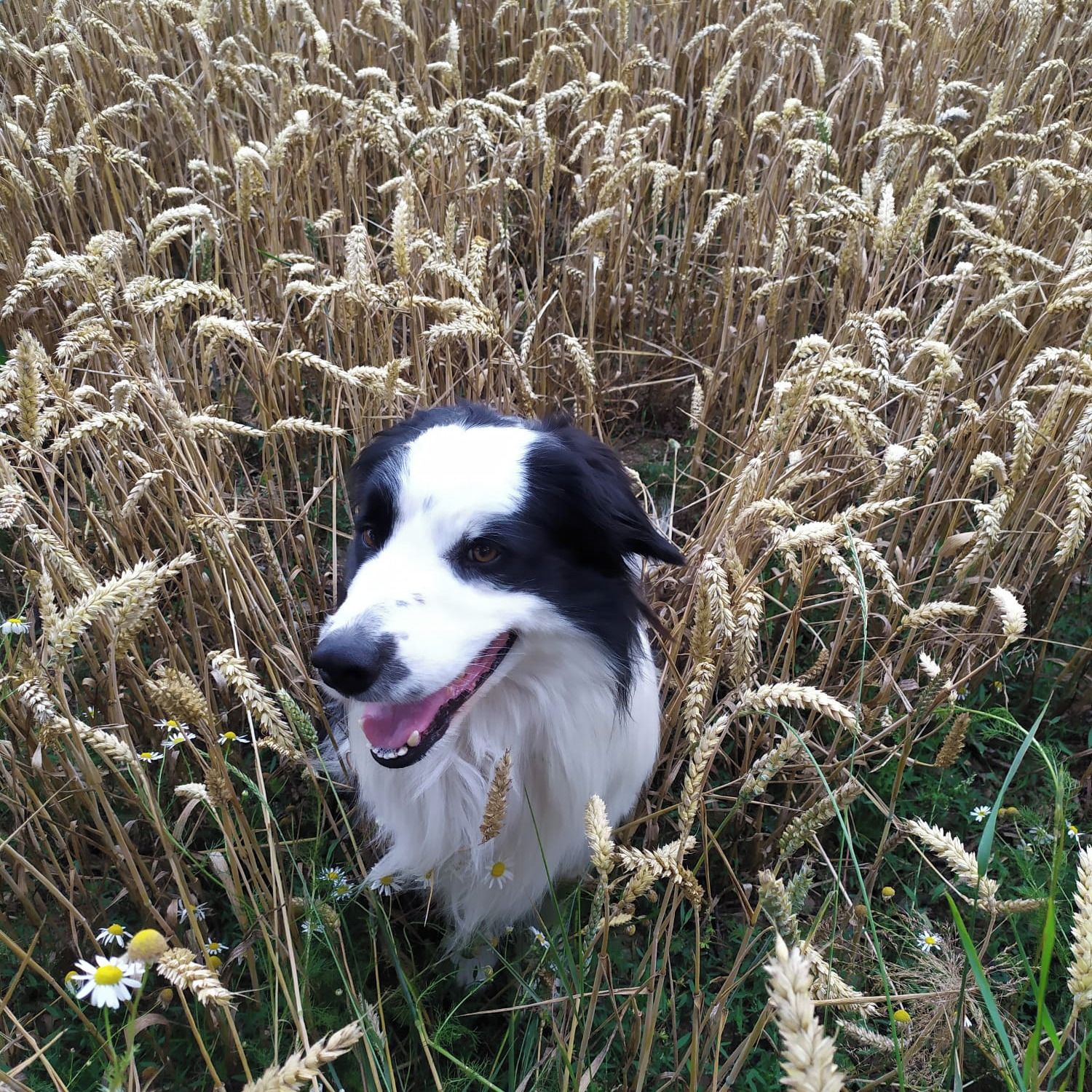 Soutěžní fotografie - ALFÍK,  Border kolie