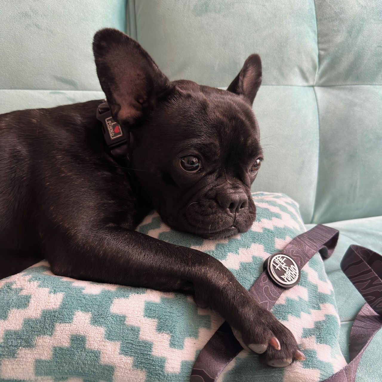 Soutěžní fotografie - Štěpánka,  Francouzský buldoček