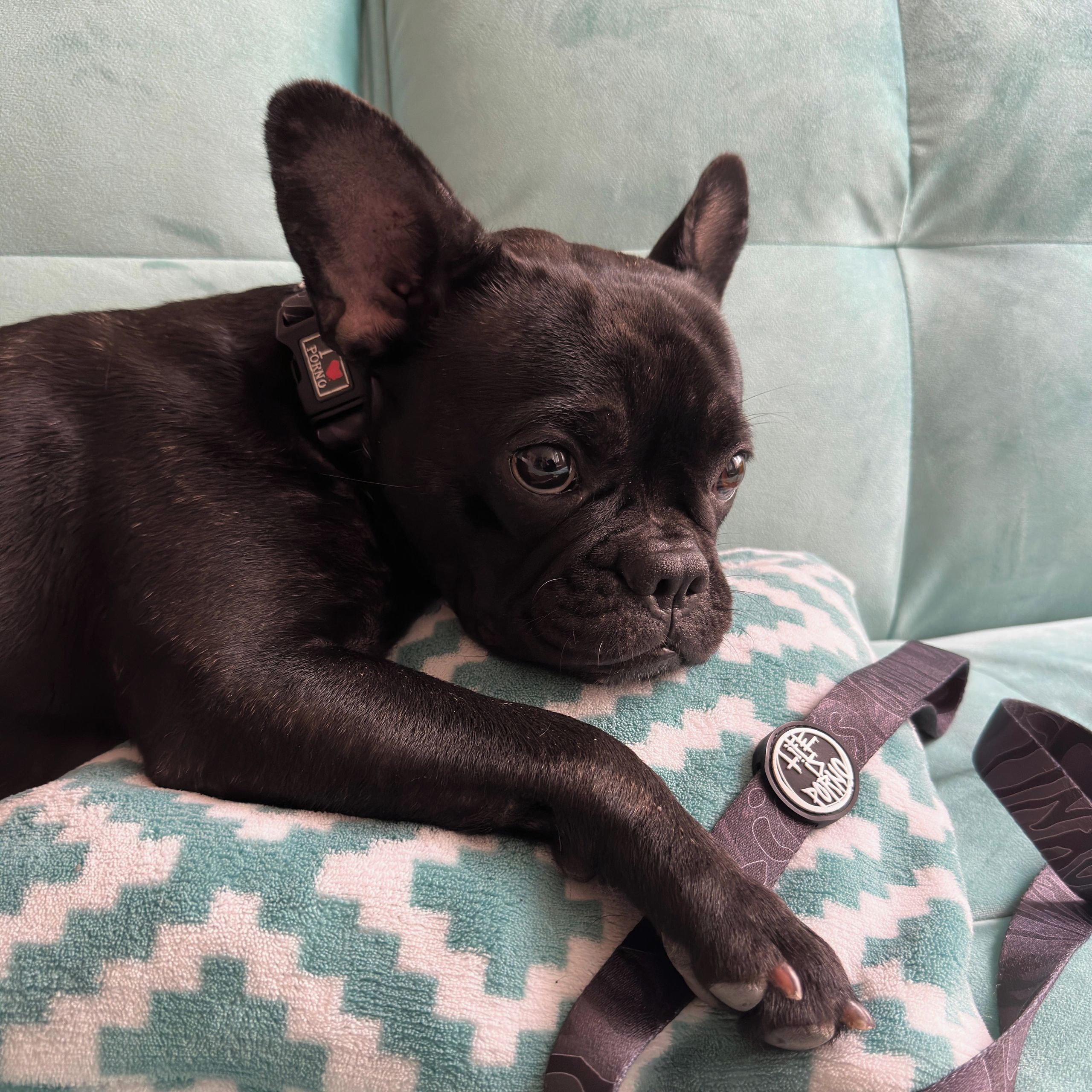 Soutěžní fotografie - Štěpánka,  Francouzský buldoček