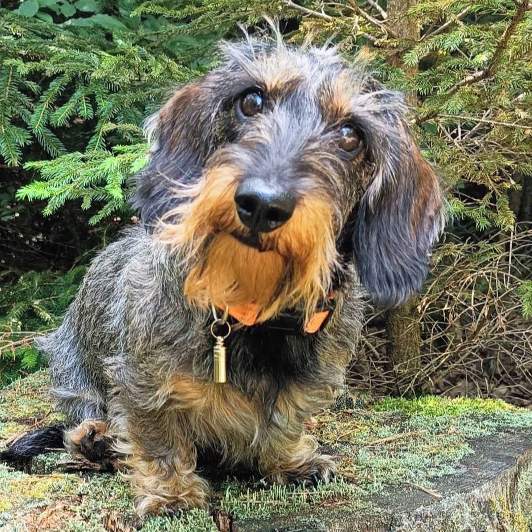 Soutěžní fotografie - Gerda,  Jezevčík