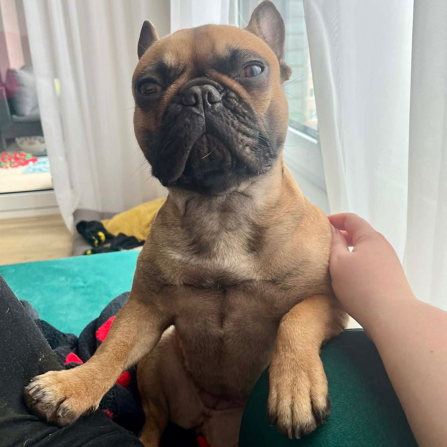 Soutěžní fotografie - Molly,  Francouzský buldoček