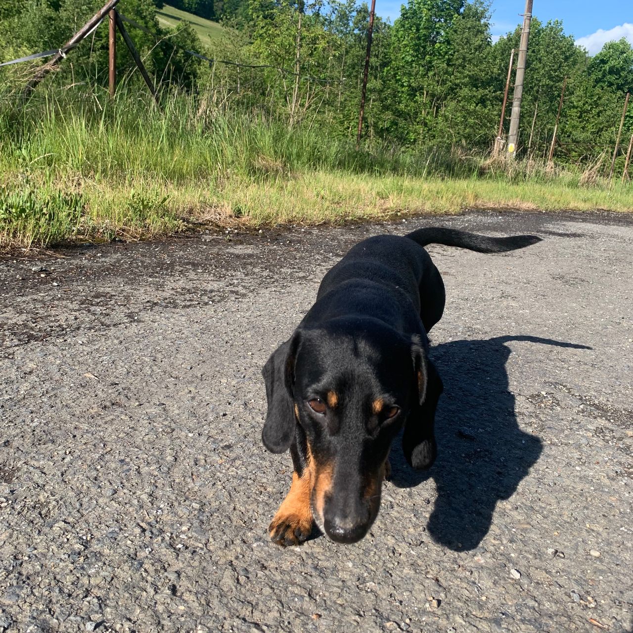 Soutěžní fotografie - Bert,  Jezevčík