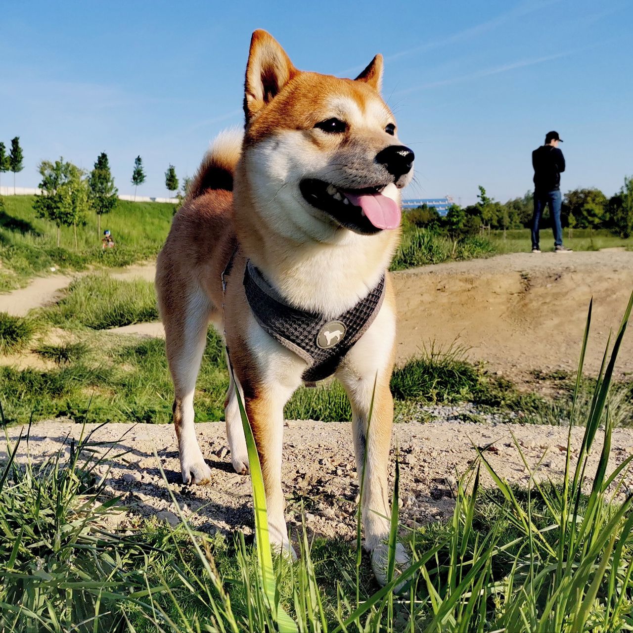 Soutěžní fotografie - Hiroko,  Shiba