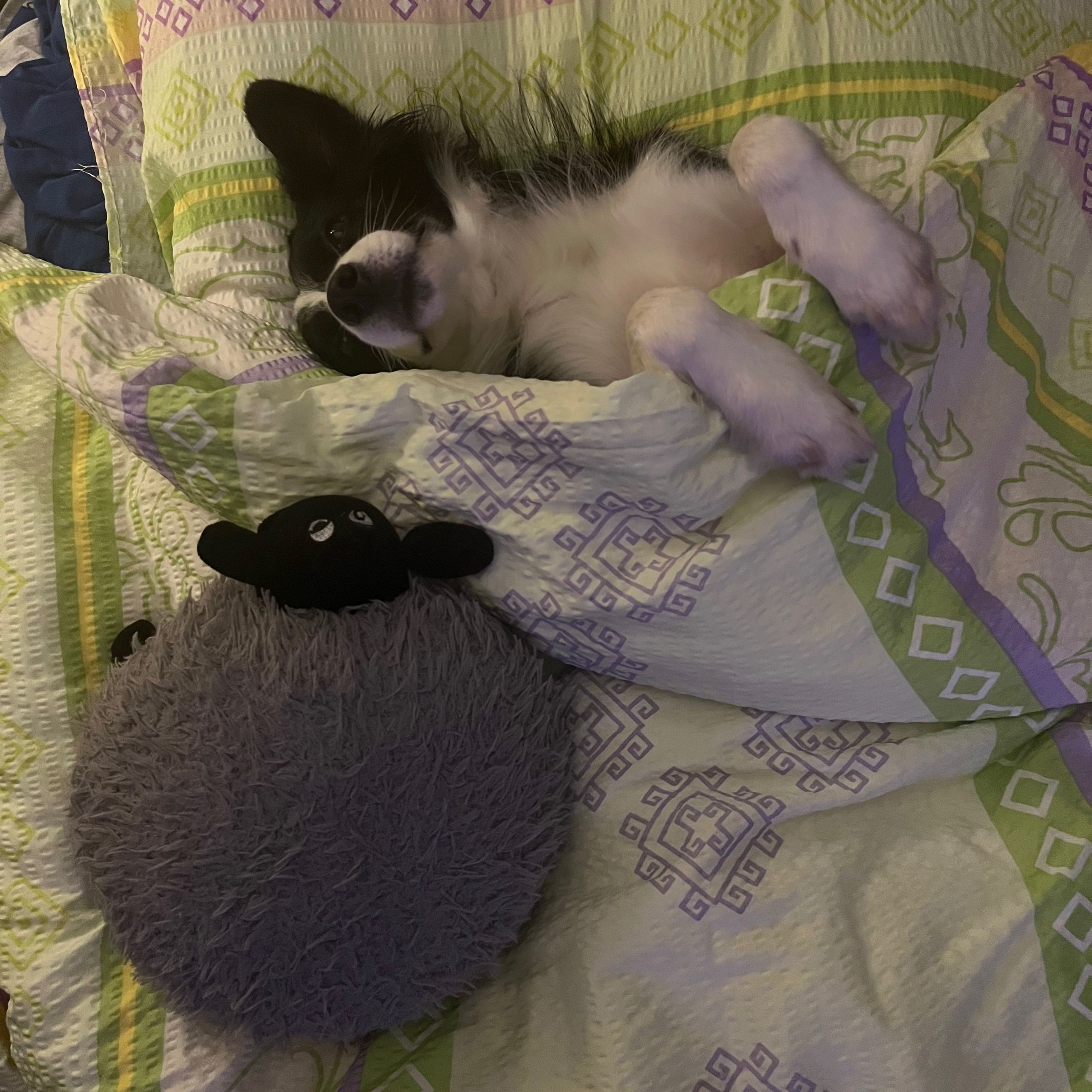 Soutěžní fotografie - Lilly,  Border kolie