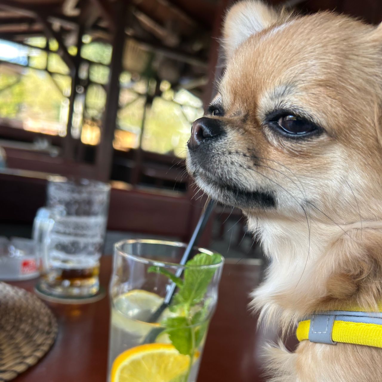 Soutěžní fotografie - Eddie,  Čivava dlouhosrstá