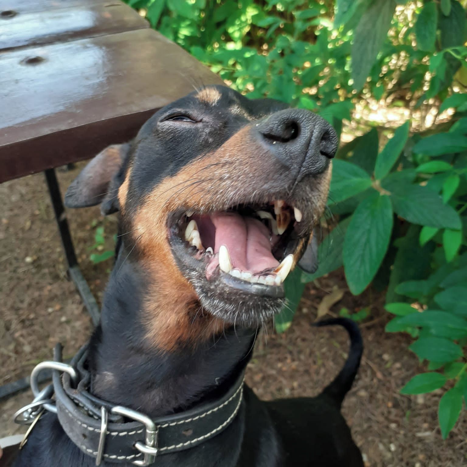 Soutěžní fotografie - Timmy,  Pražský krysařík