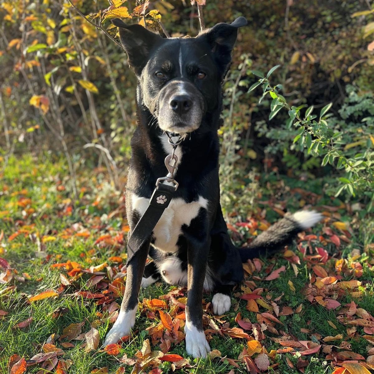 Soutěžní fotografie - Huxley,  Ostatní