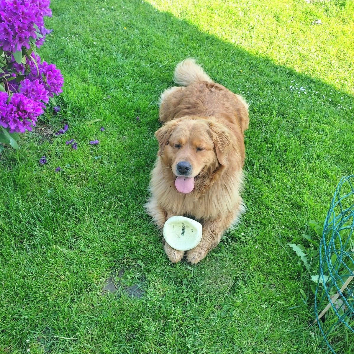 Soutěžní fotografie - Benny,  Labradorský retriever