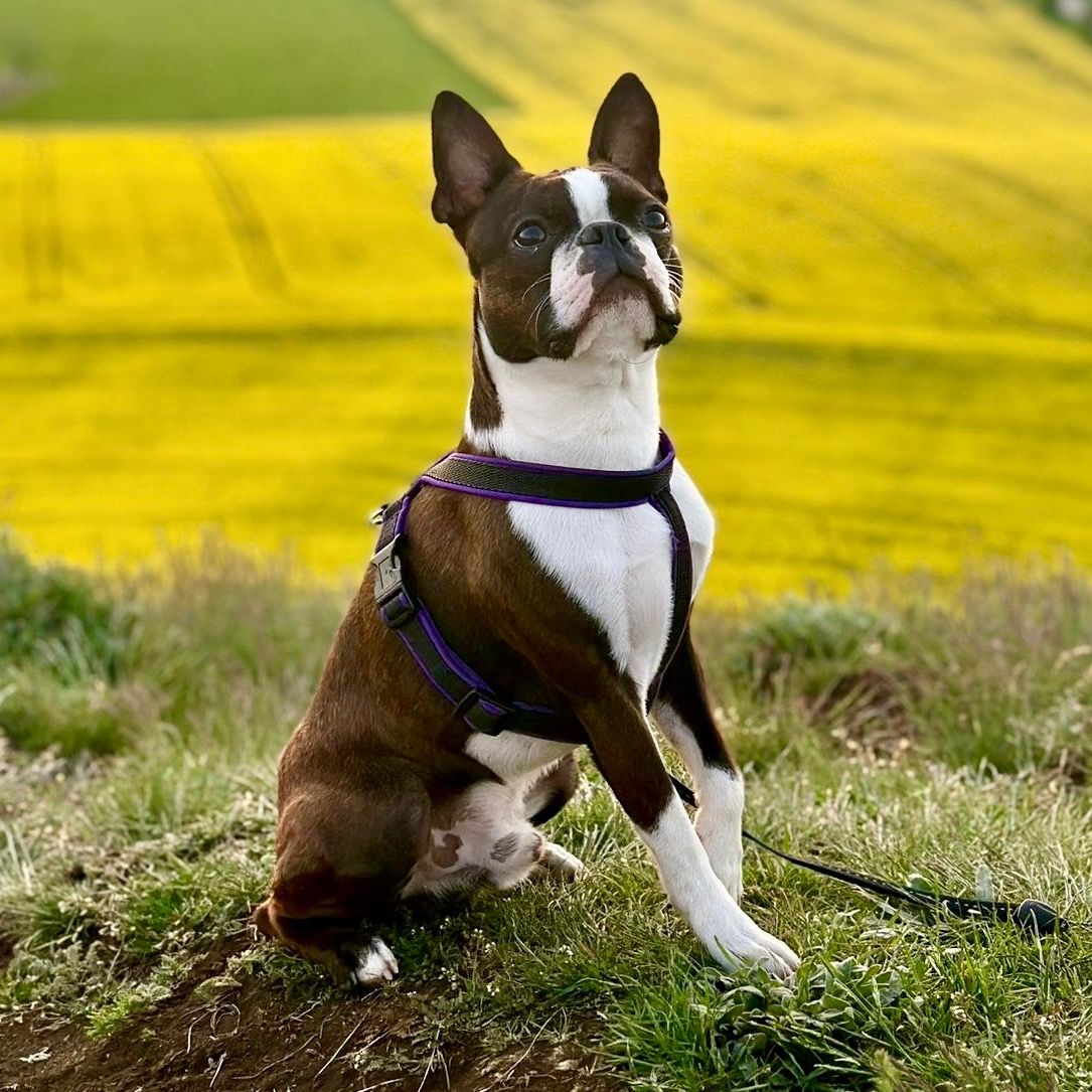 Soutěžní fotografie - Theo,  Bostonský terier