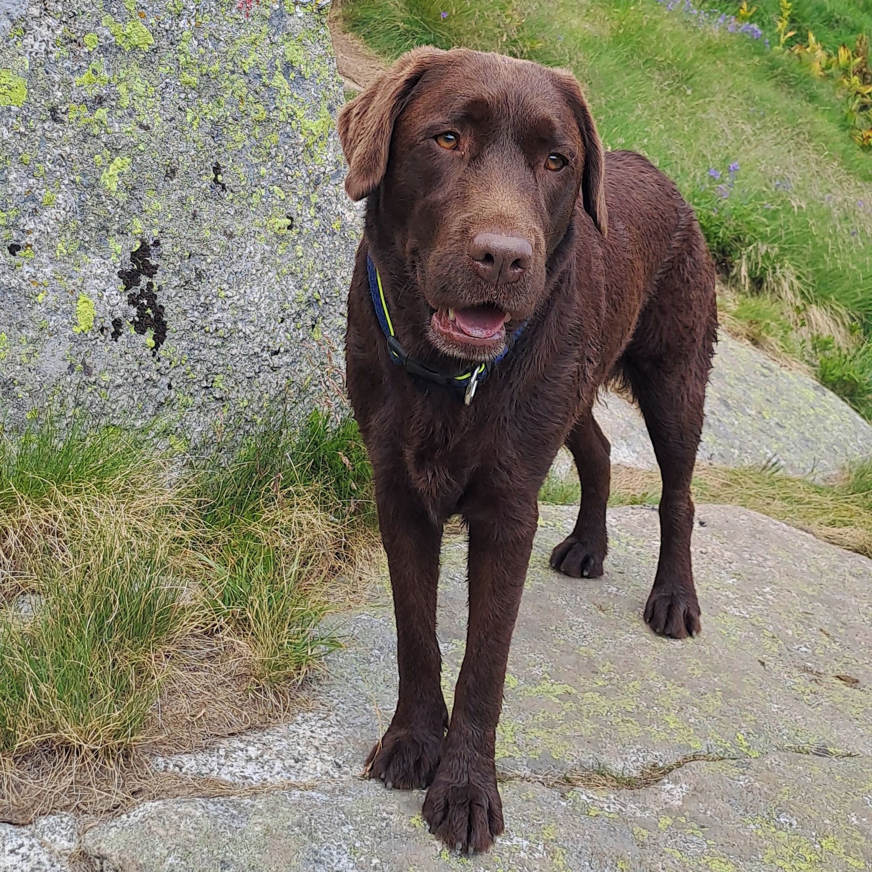 Soutěžní fotografie - Sunny,  Labradorský retriever