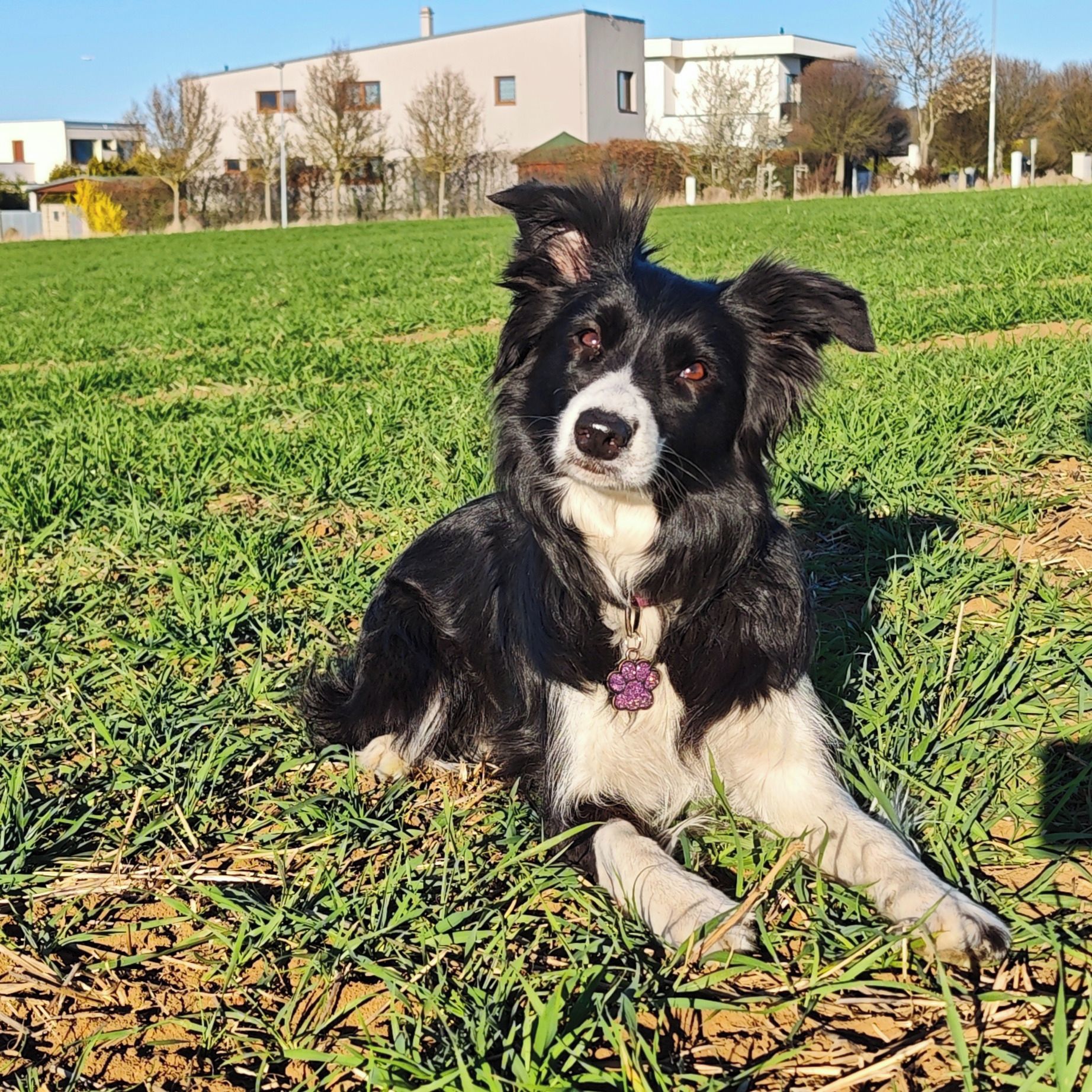 Soutěžní fotografie - Kira,  Border kolie