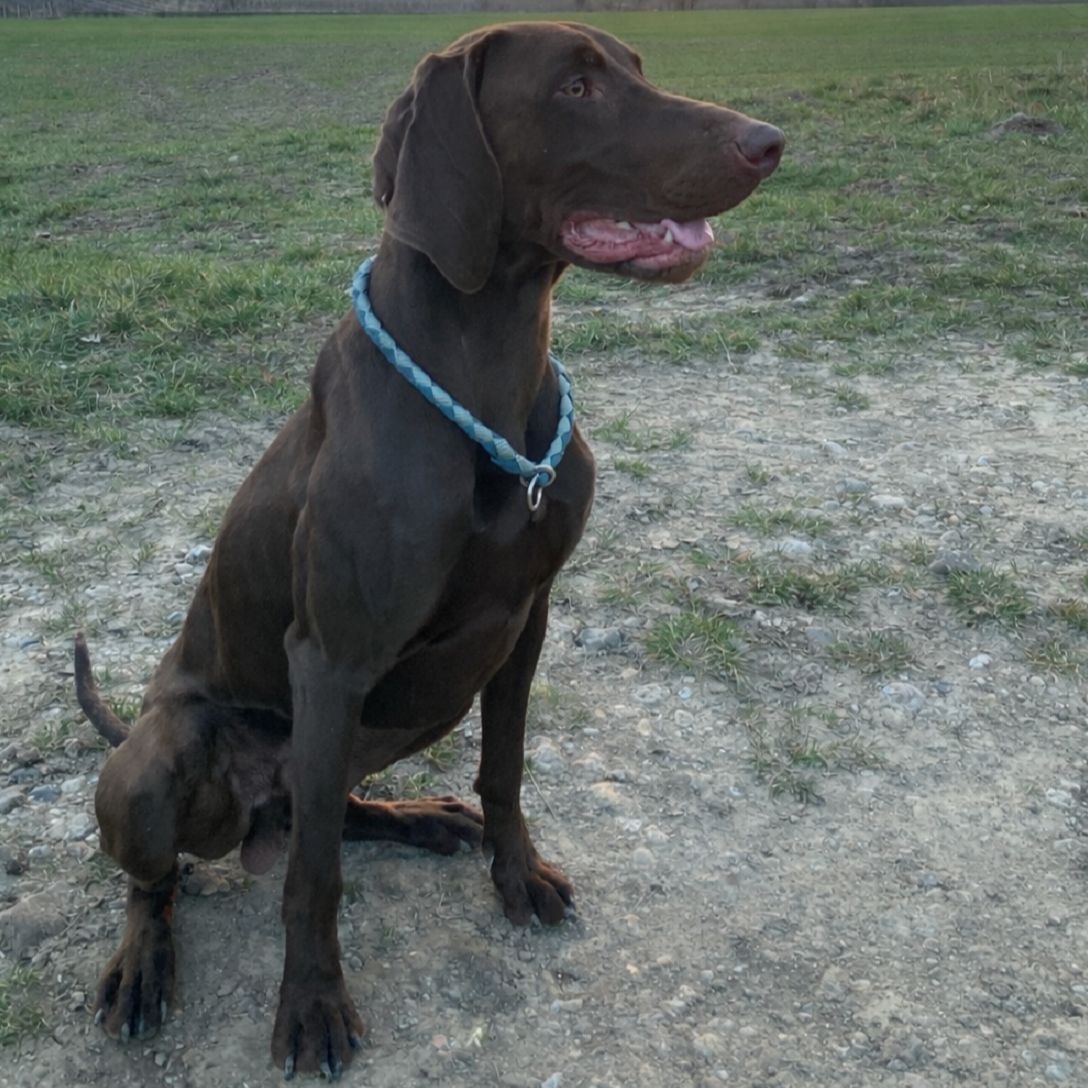 Soutěžní fotografie - Art,  Maďarský ohař krátkosrstý