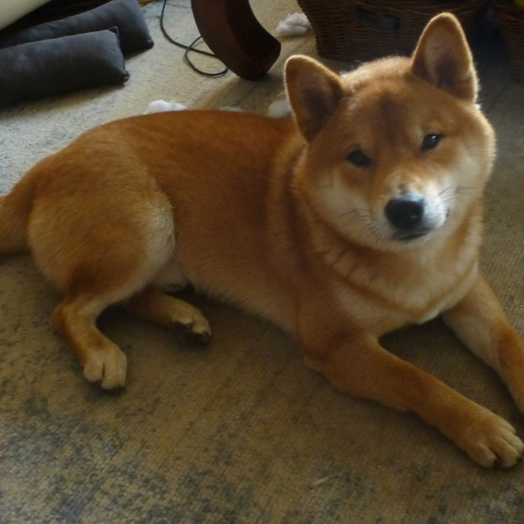 Soutěžní fotografie - Bushi,  Shiba