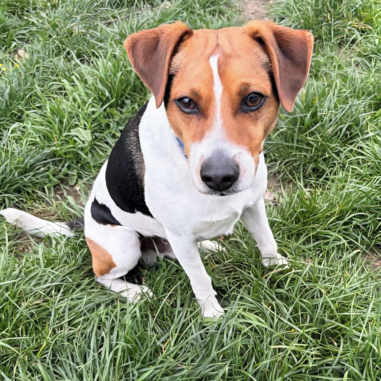 Soutěžní fotografie - Bob,  Dánsko-švédský farmářský pes