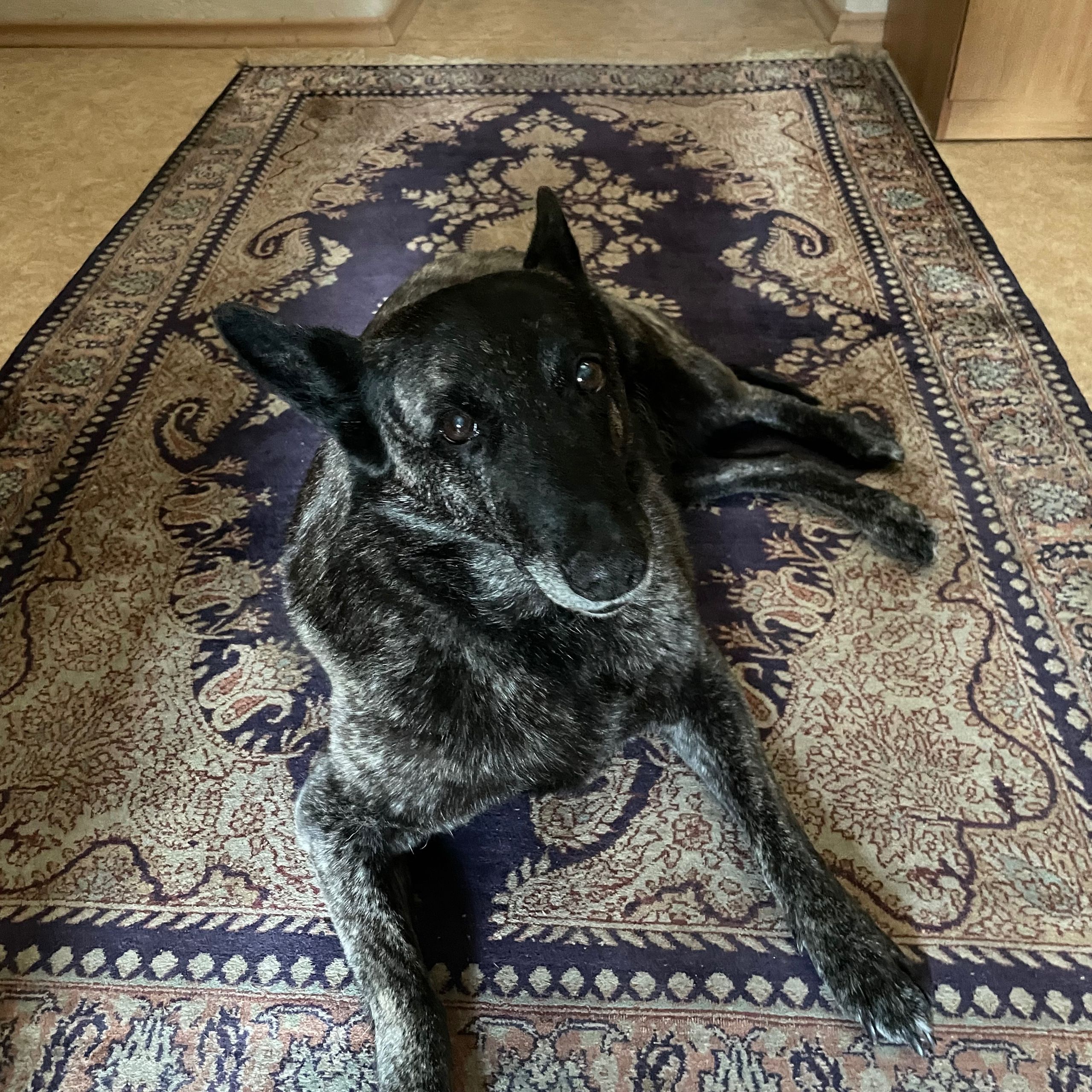 Soutěžní fotografie - Maya,  Holandský ovčák