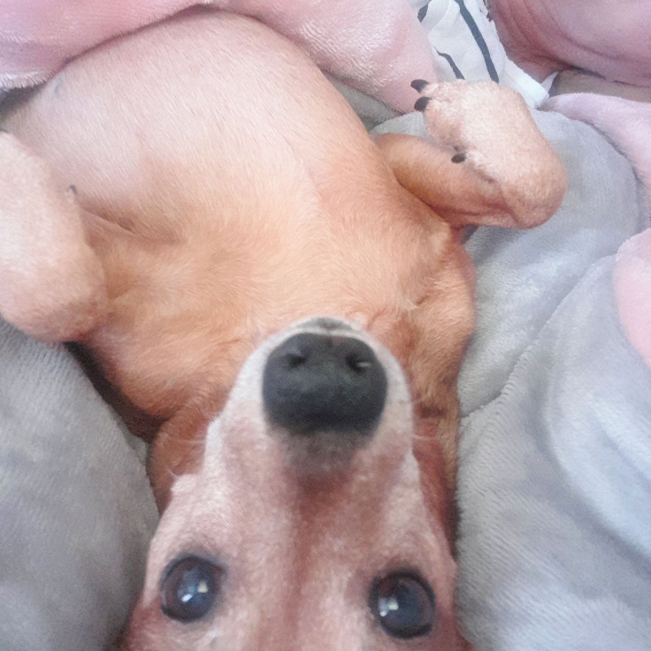 Soutěžní fotografie - Riga,  Německý pinč