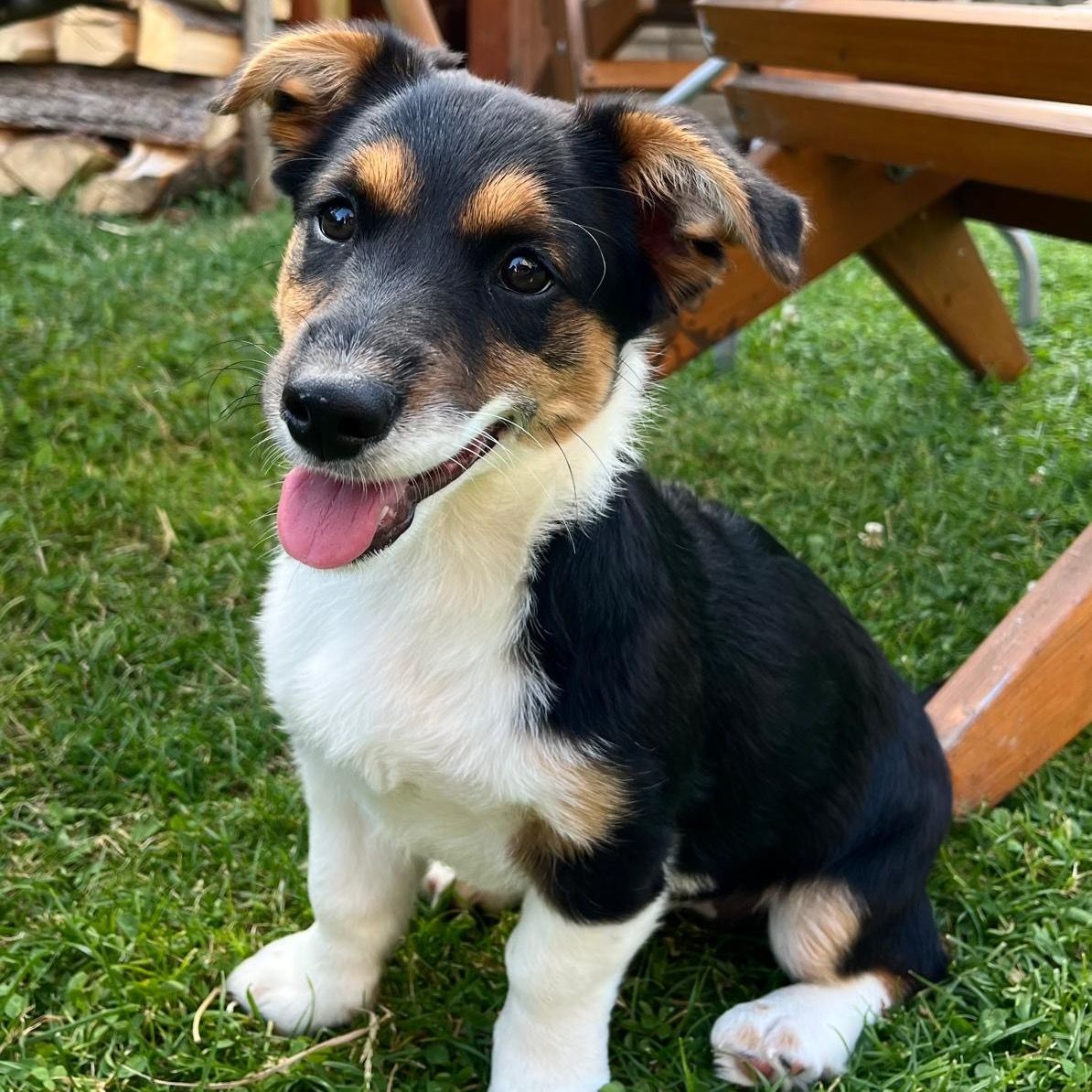 Soutěžní fotografie - Peggy,  Ostatní