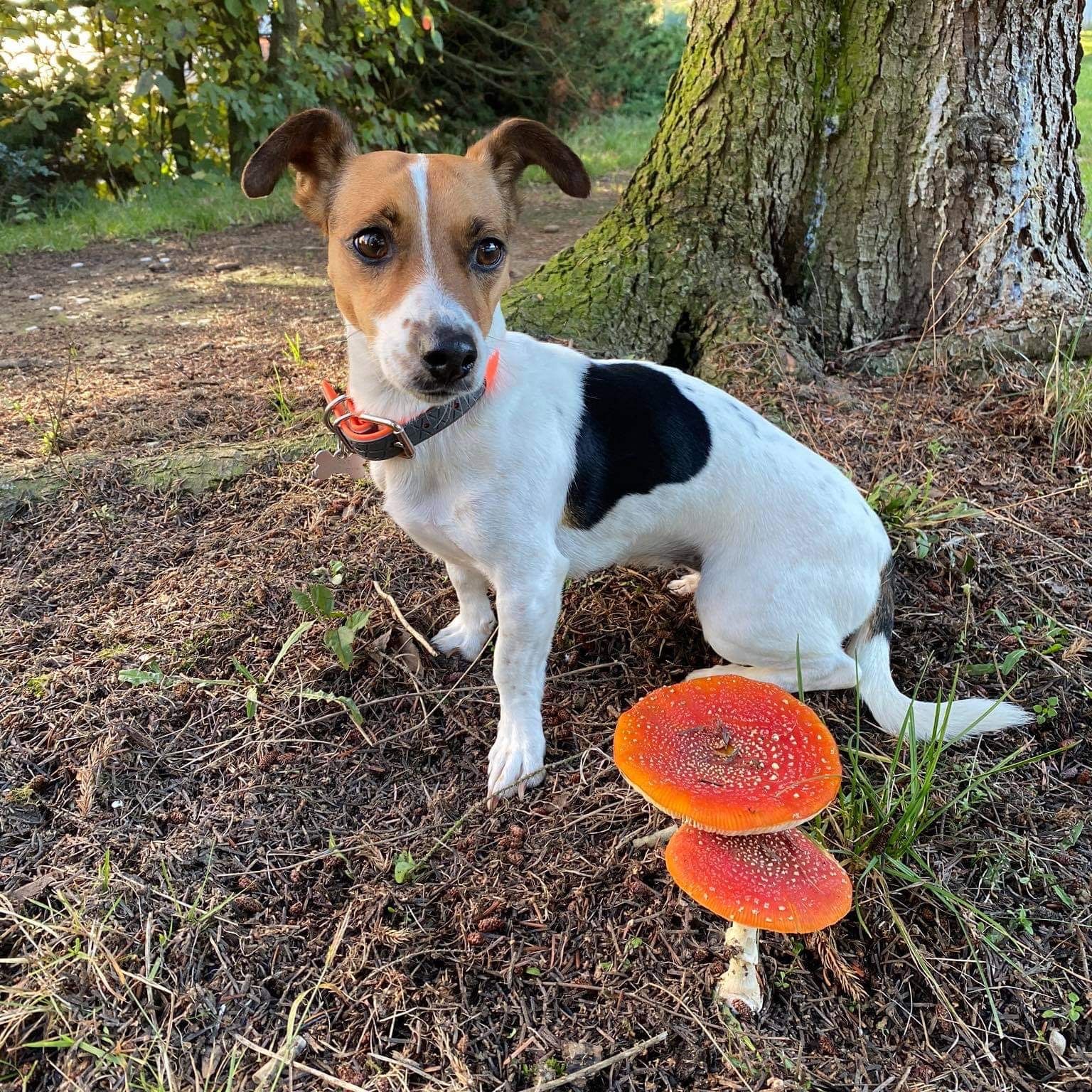 Soutěžní fotografie - Jackina,  Jack Russell Teriér