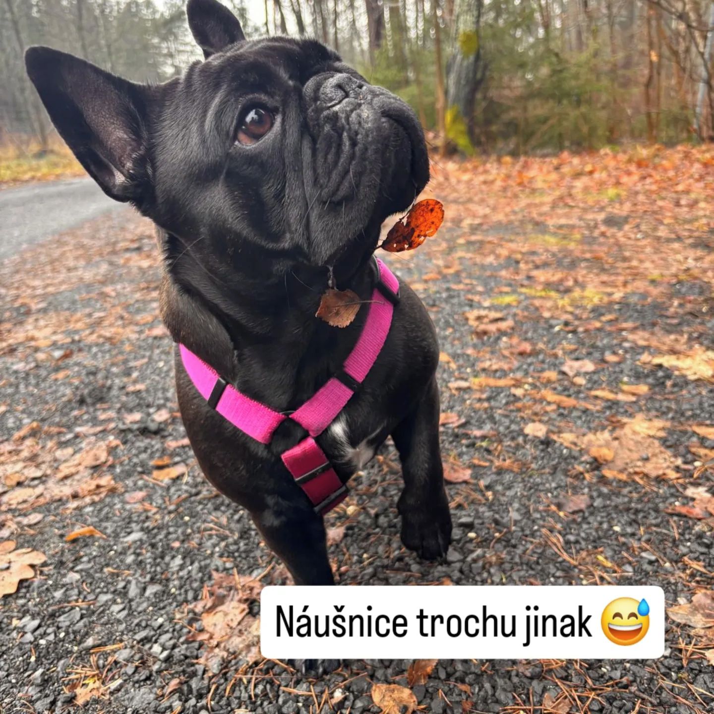 Soutěžní fotografie - Rose,  Francouzský buldoček