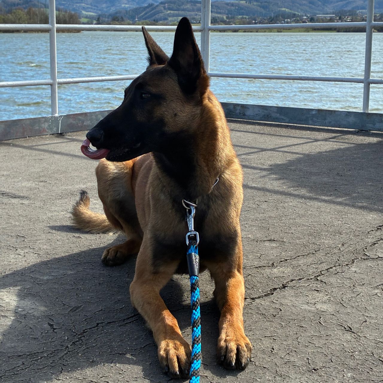 Soutěžní fotografie - Aragorn,  Belgický ovčák