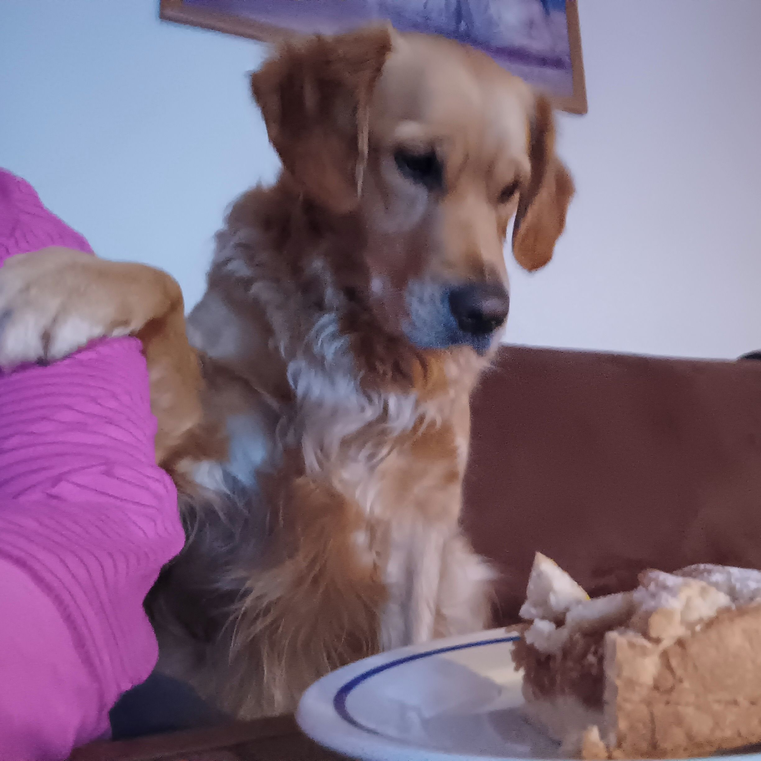 Soutěžní fotografie - Lucy,  Zlatý retriever