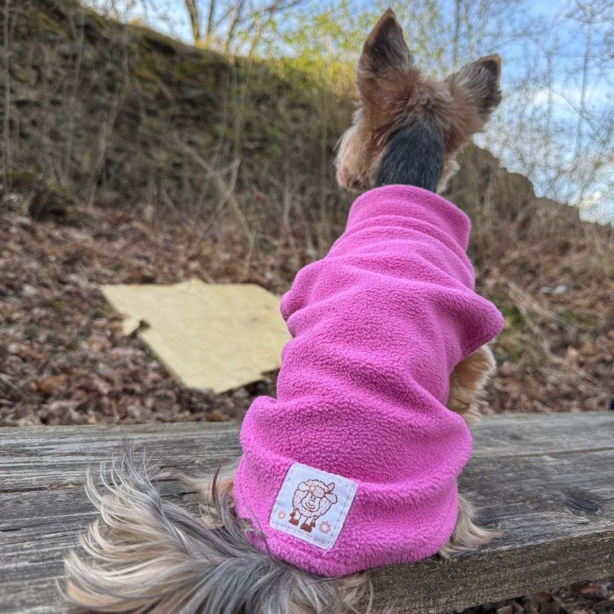 Soutěžní fotografie - Zoe,  Yorkšírský terier