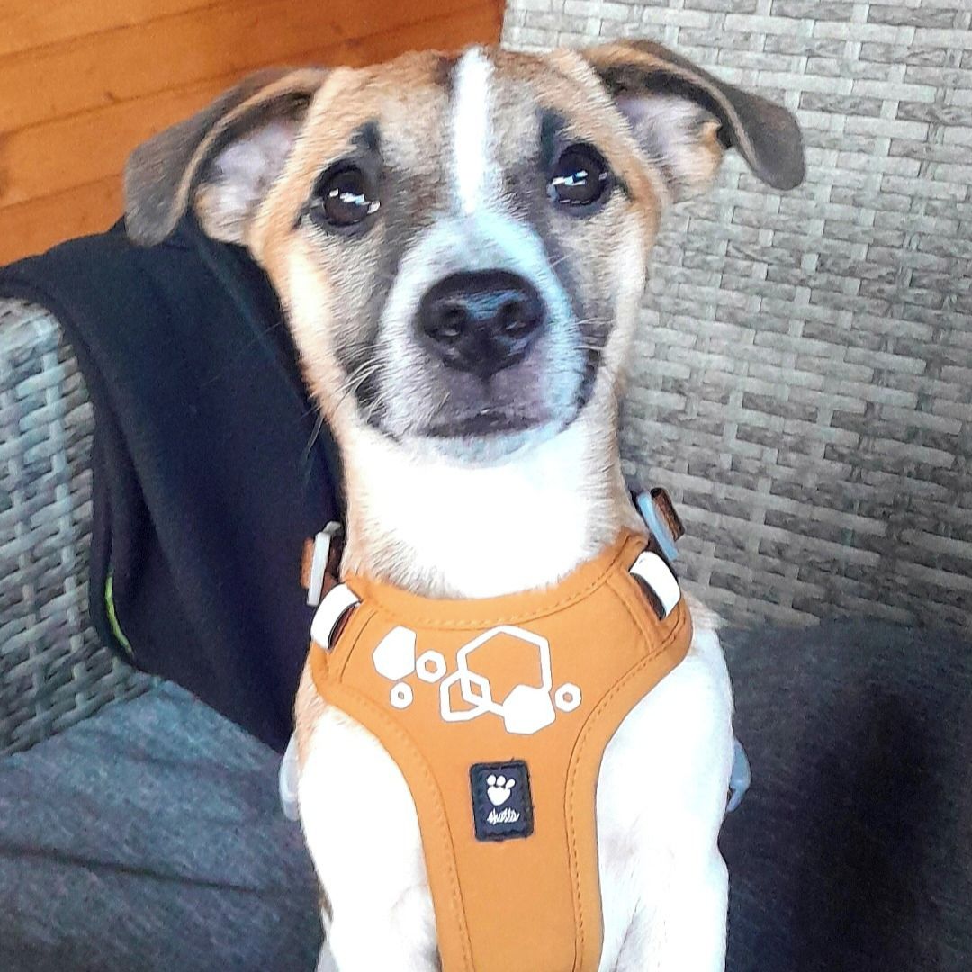 Soutěžní fotografie - JESSI,  Jack Russell Teriér