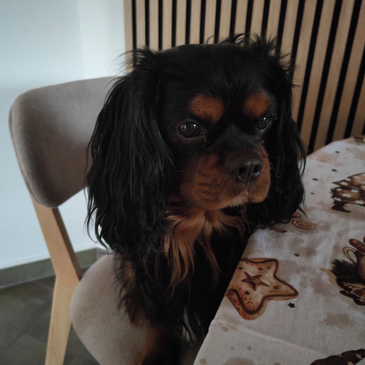 Soutěžní fotografie - Loki,  Kavalír King Charles španěl