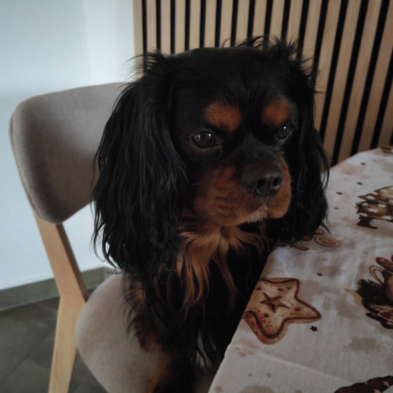 Soutěžní fotografie - Loki,  Kavalír King Charles španěl