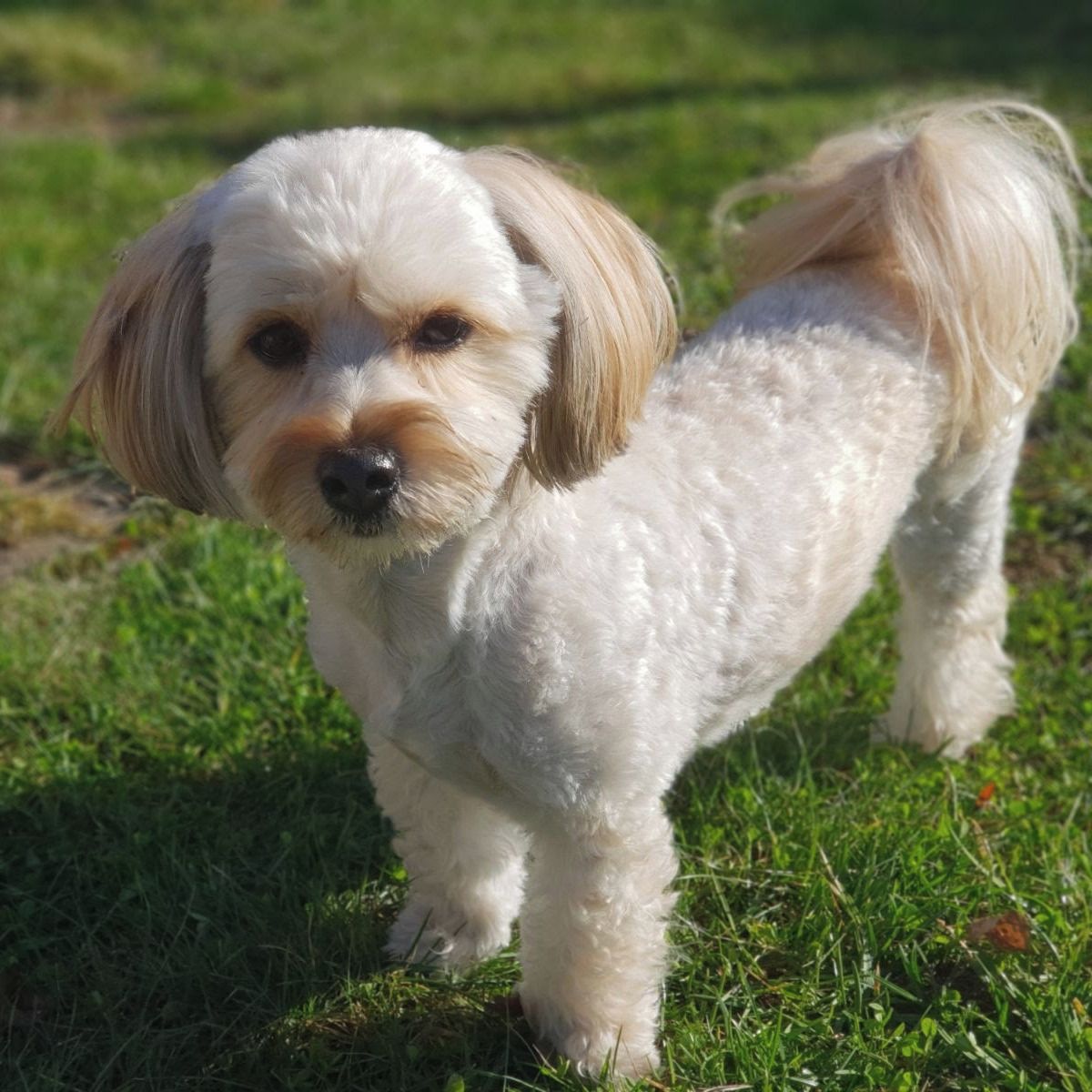 Soutěžní fotografie - Suvi,  Havanský psík