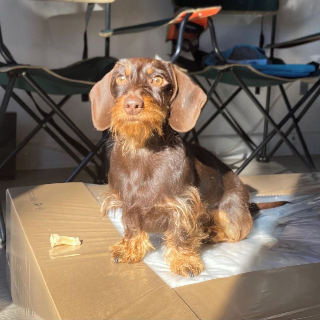 Soutěžní fotografie - Betynka,  Jezevčík