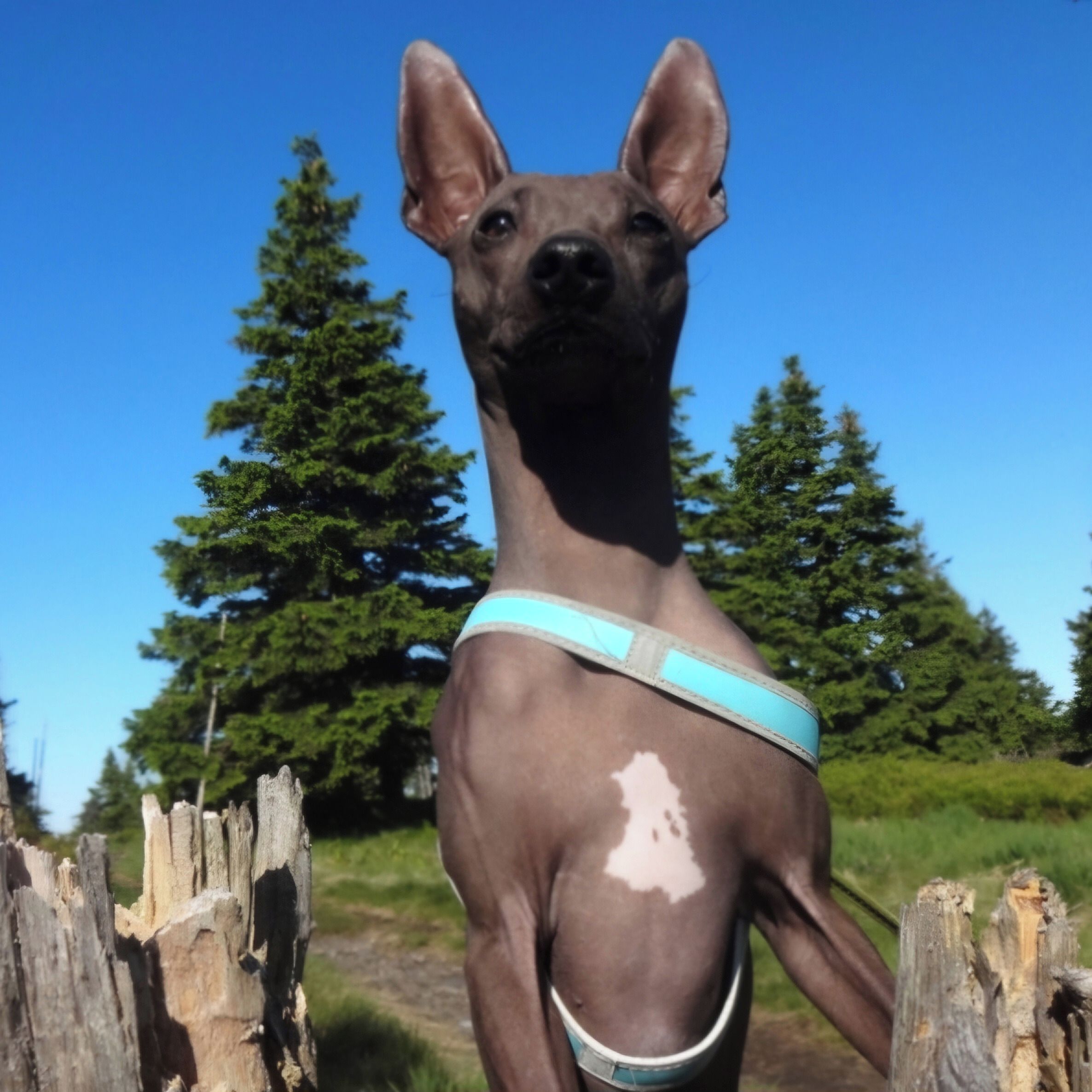 Soutěžní fotografie - Theodor,  Americký bezsrstý terier