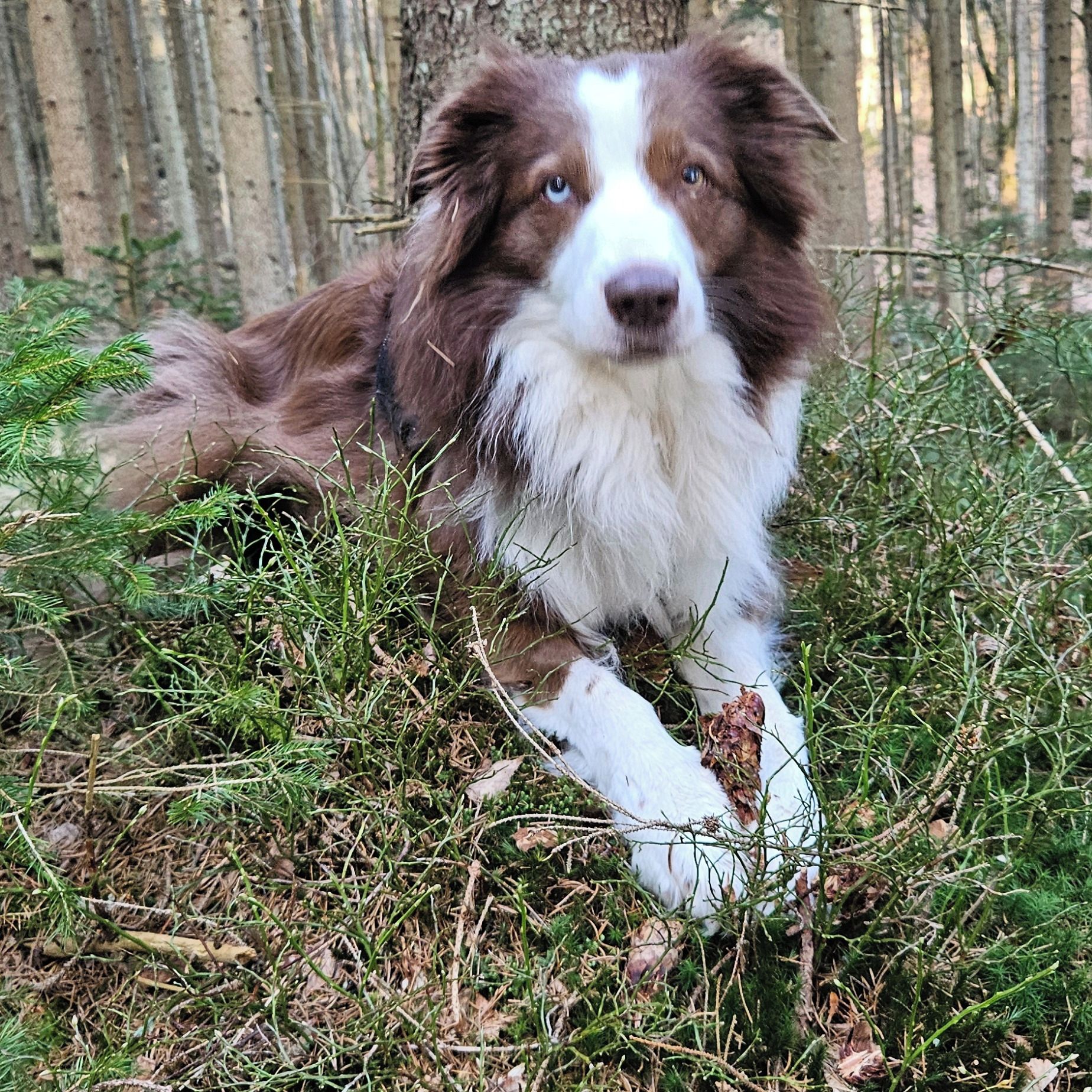 Soutěžní fotografie - Cersey,  Border kolie