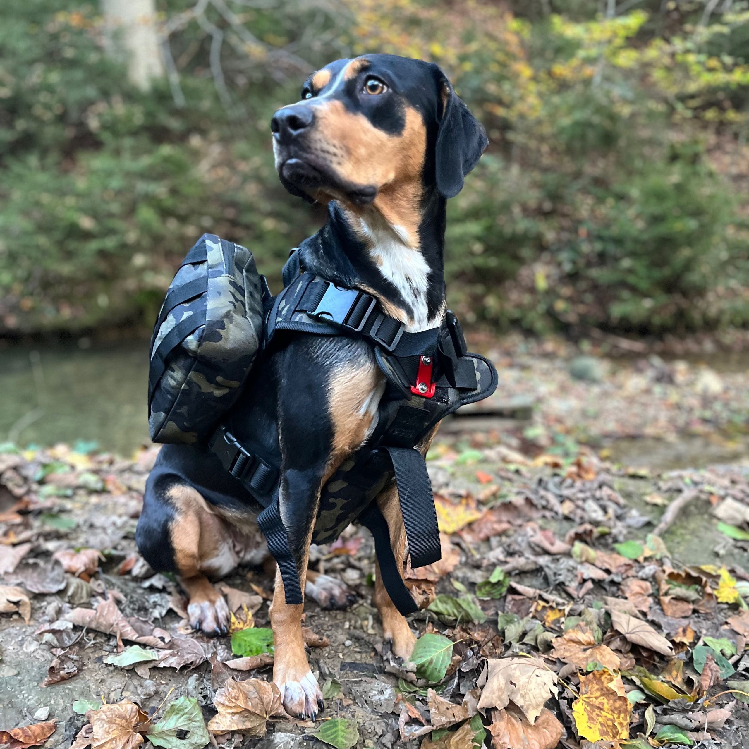 Soutěžní fotografie - Tikki,  Ostatní