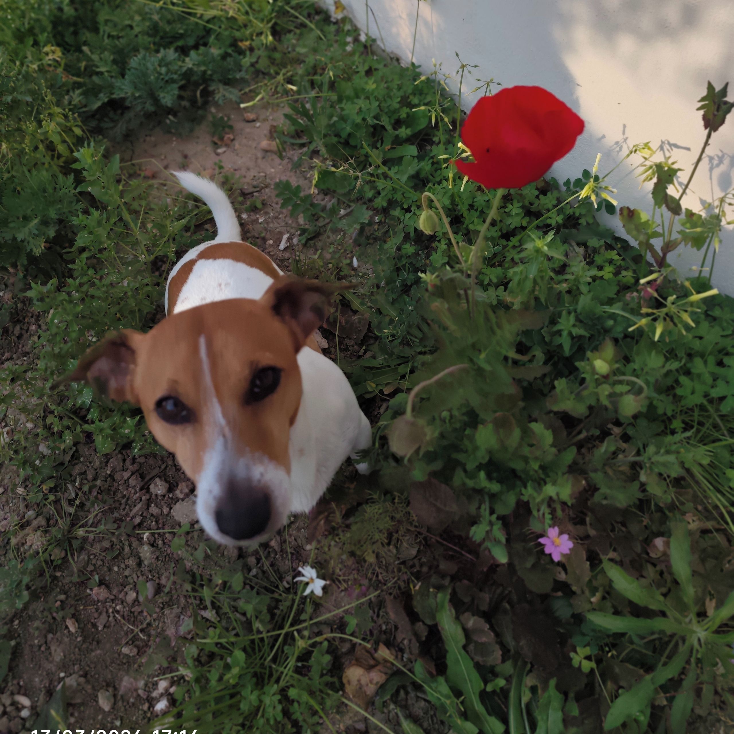 Soutěžní fotografie - Tobin,  Jack Russell Teriér