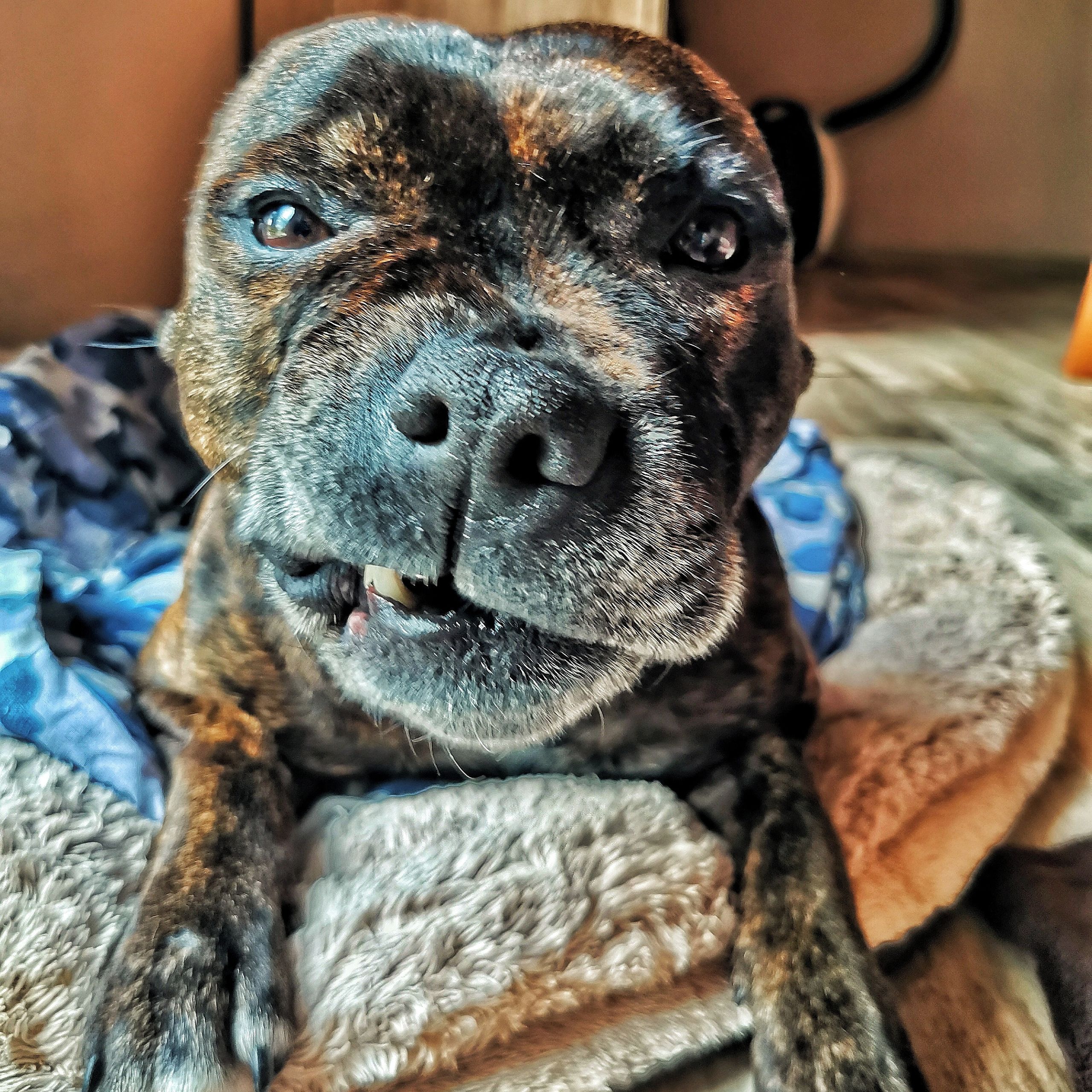 Soutěžní fotografie - Shelby,  Stafordšírský bullterier