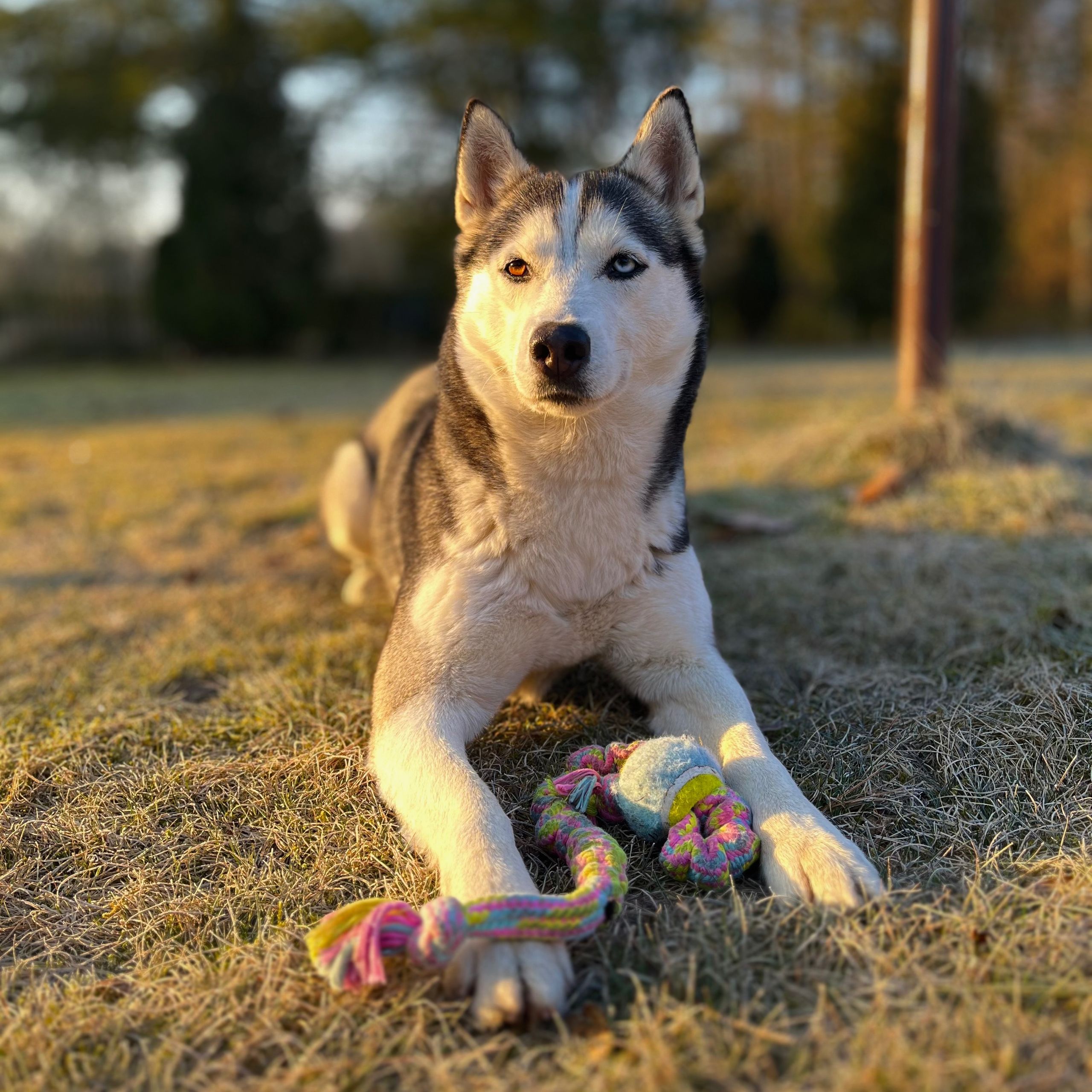 Soutěžní fotografie - Kayla,  Sibiřský husky