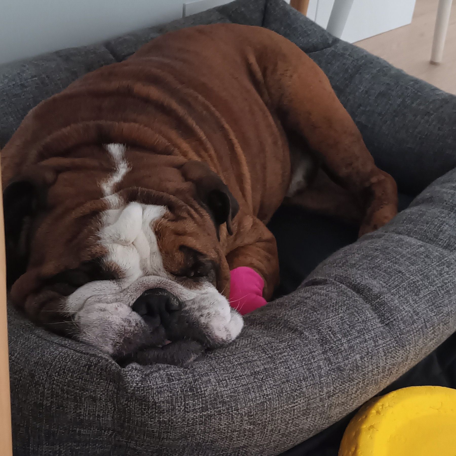 Soutěžní fotografie - Harry,  Americký buldok