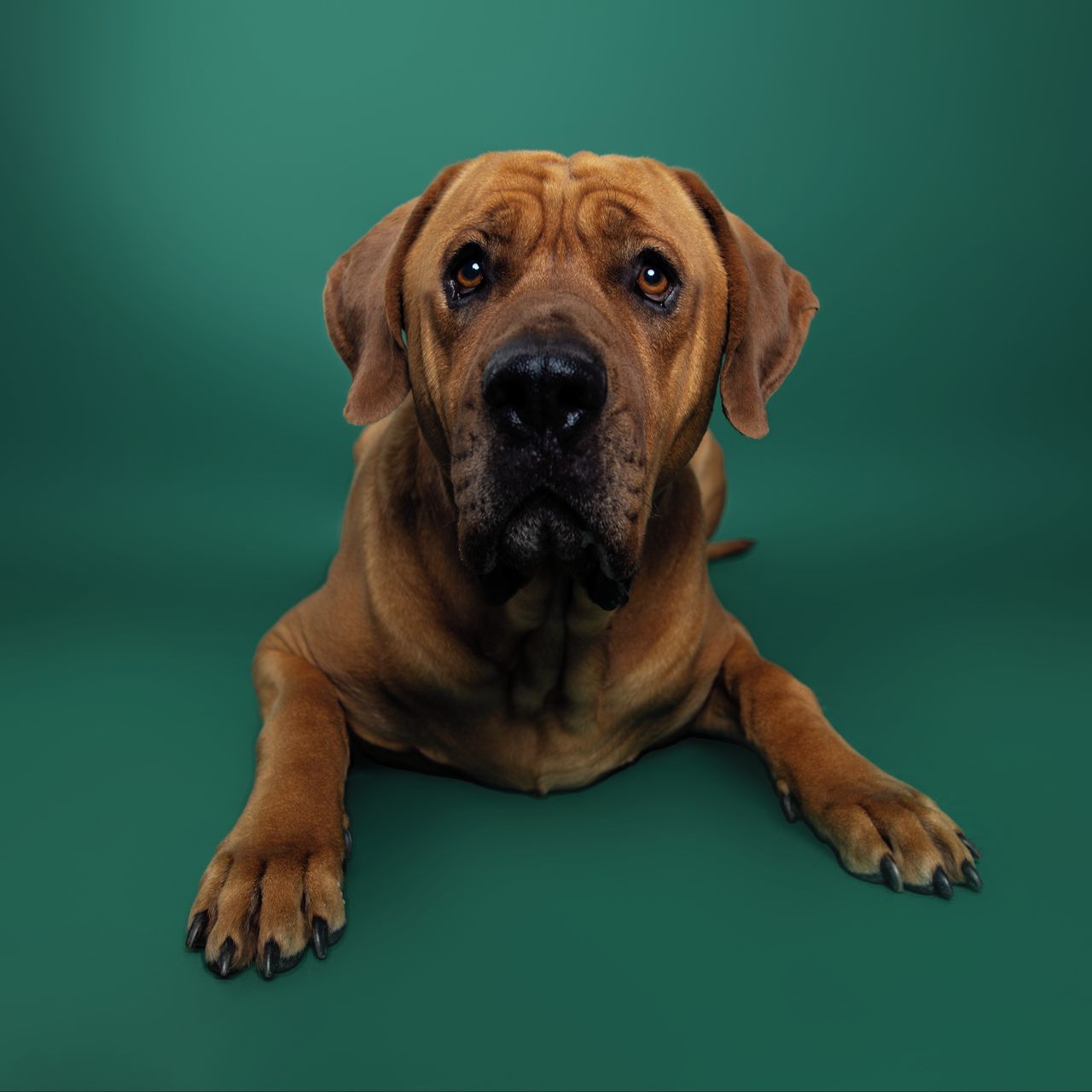 Soutěžní fotografie - Lucifer,  Tosa-Inu