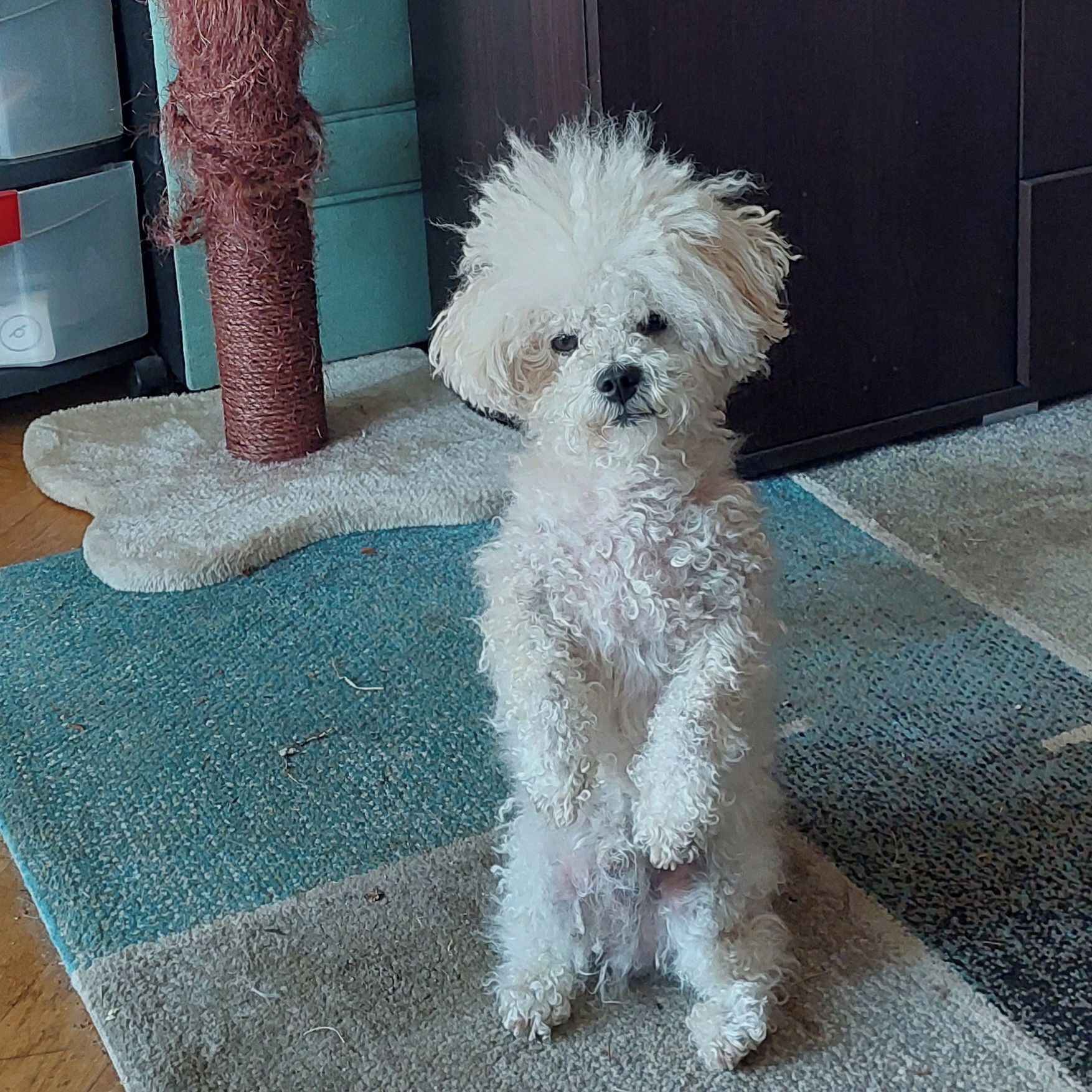 Soutěžní fotografie - Amíček,  Boloňský psík