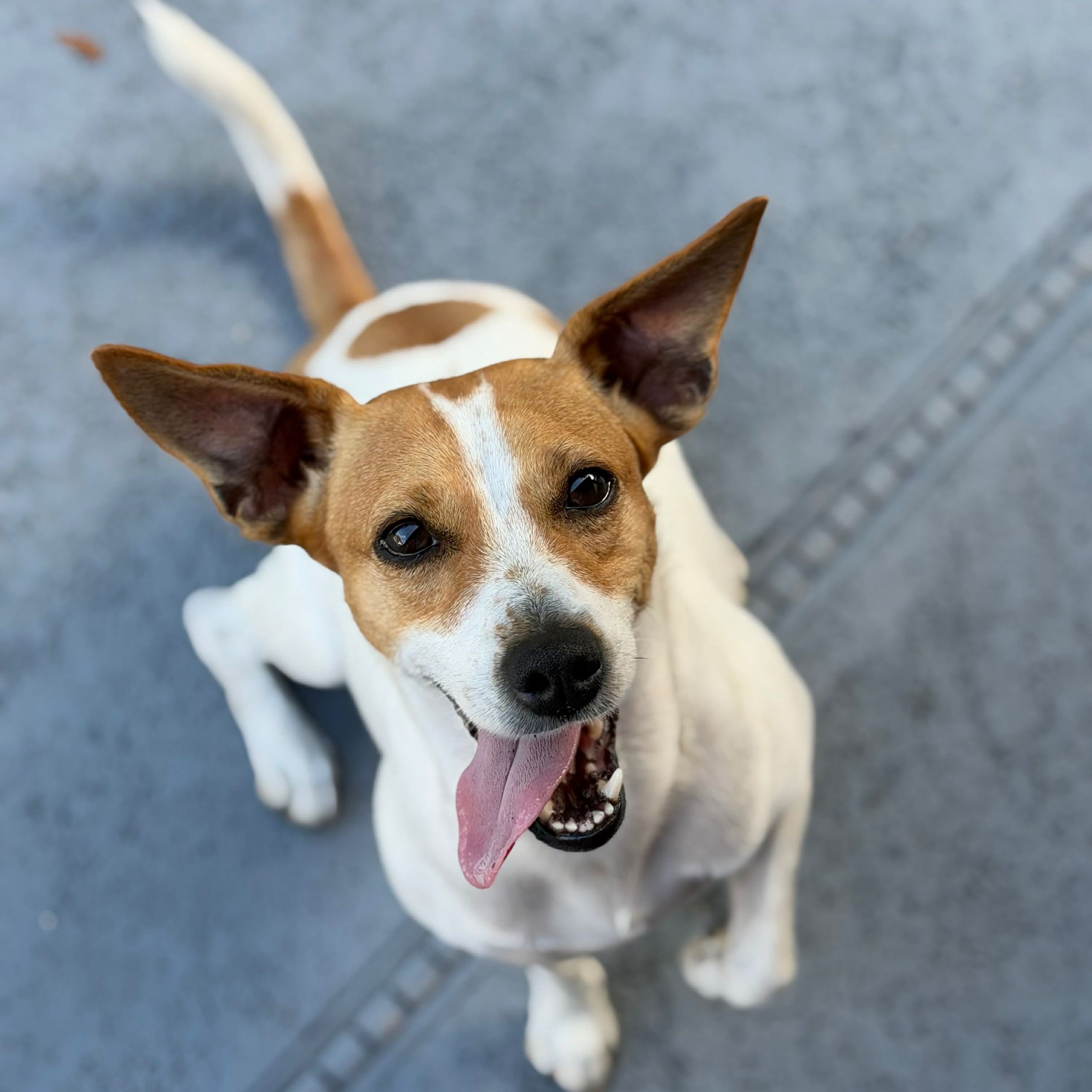 Soutěžní fotografie - Lili,  Jack Russell Teriér
